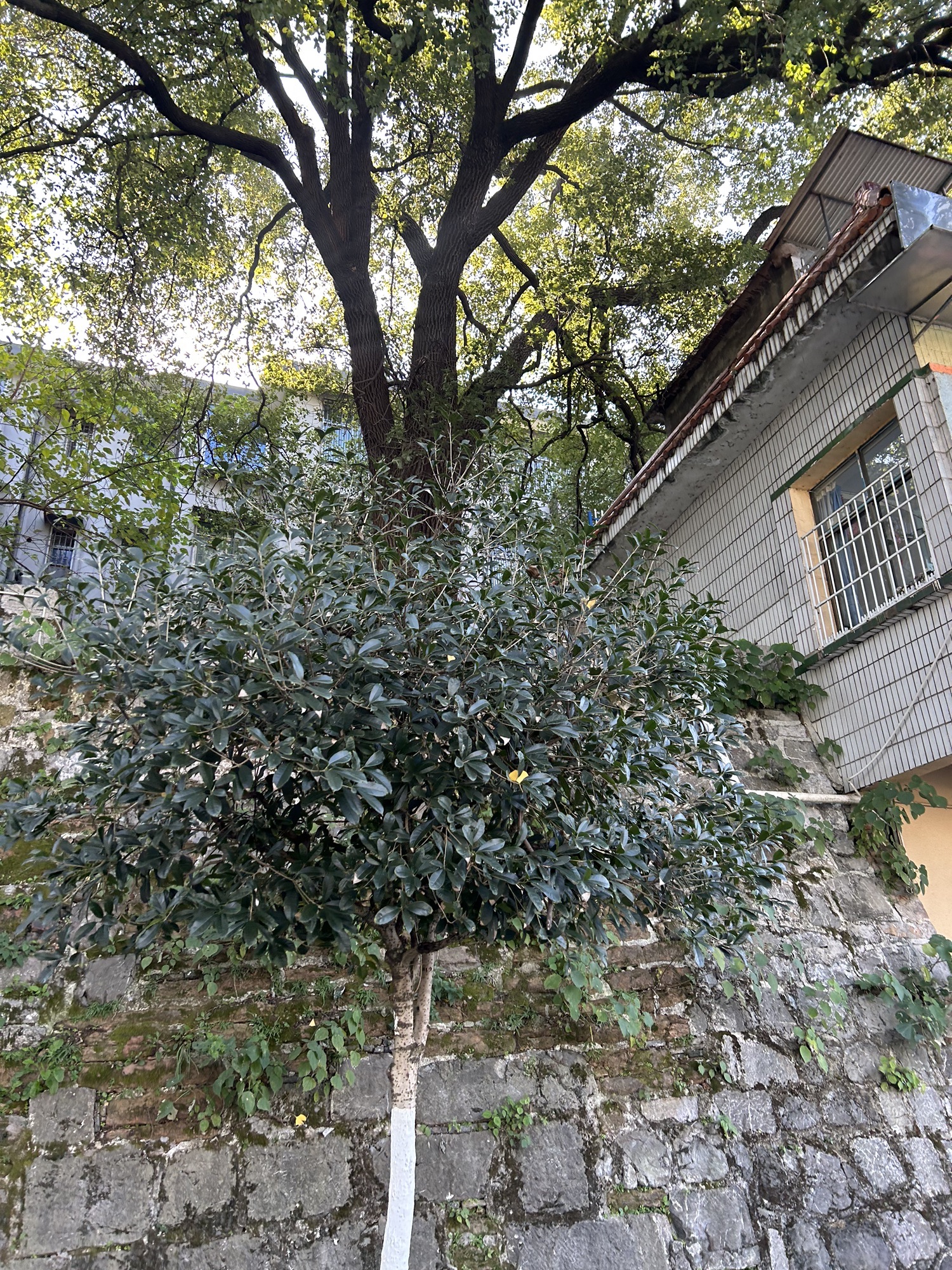 宝庆府古城墙(资江南路)旅行图片 3