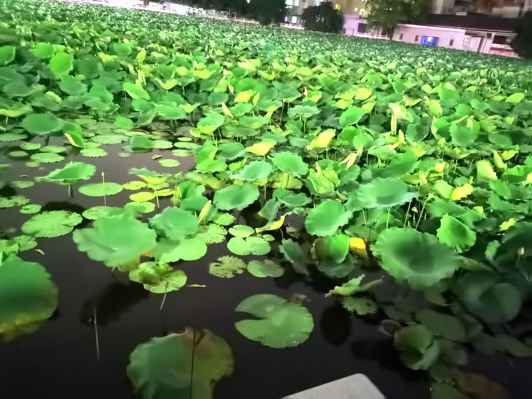 瓦窑坑村生态公园旅行图片 1