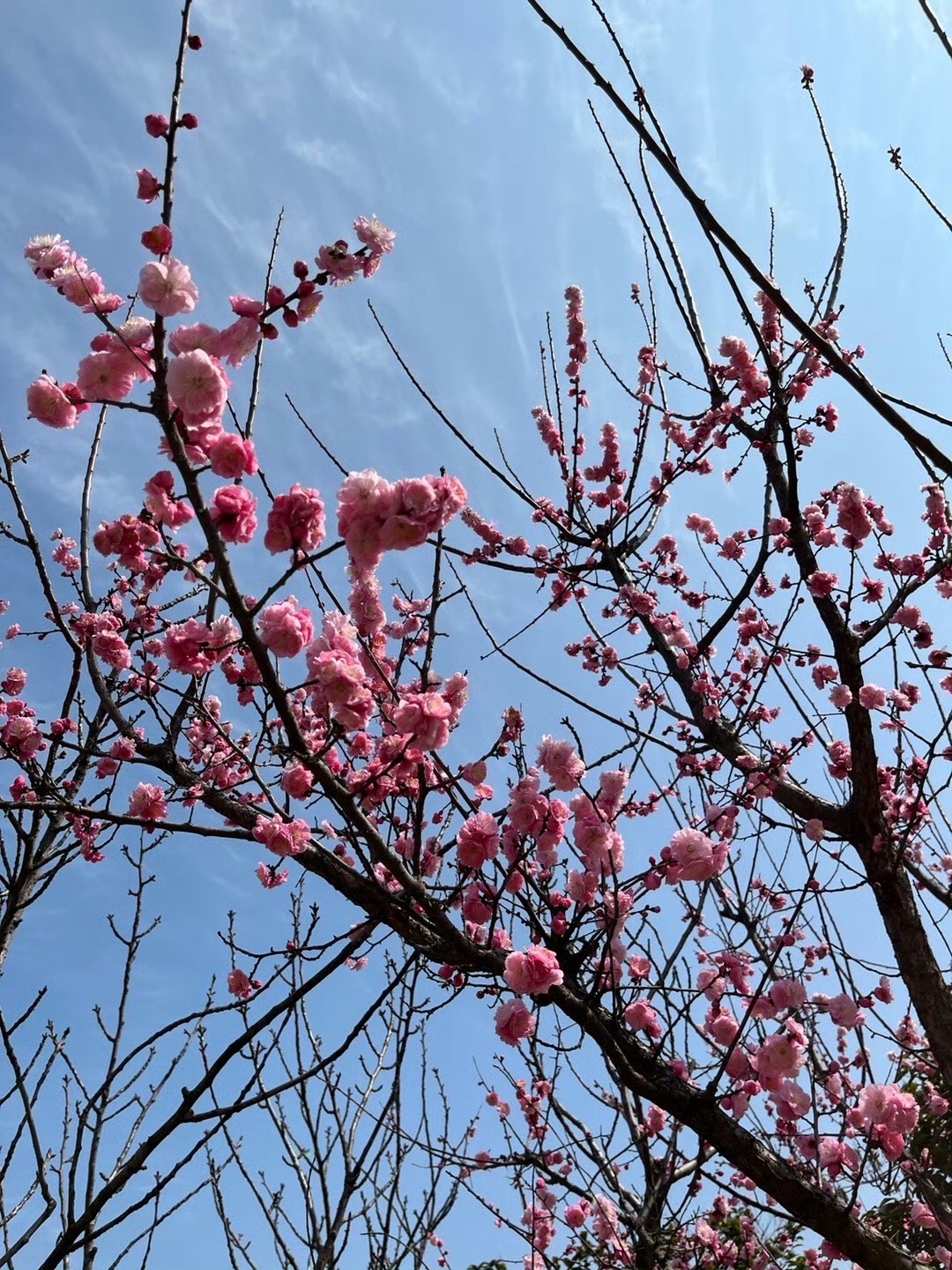 合肥岸上草原旅行图片 1