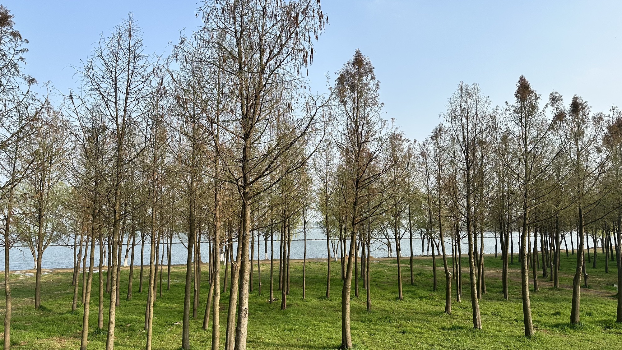 合肥岸上草原旅行图片 3