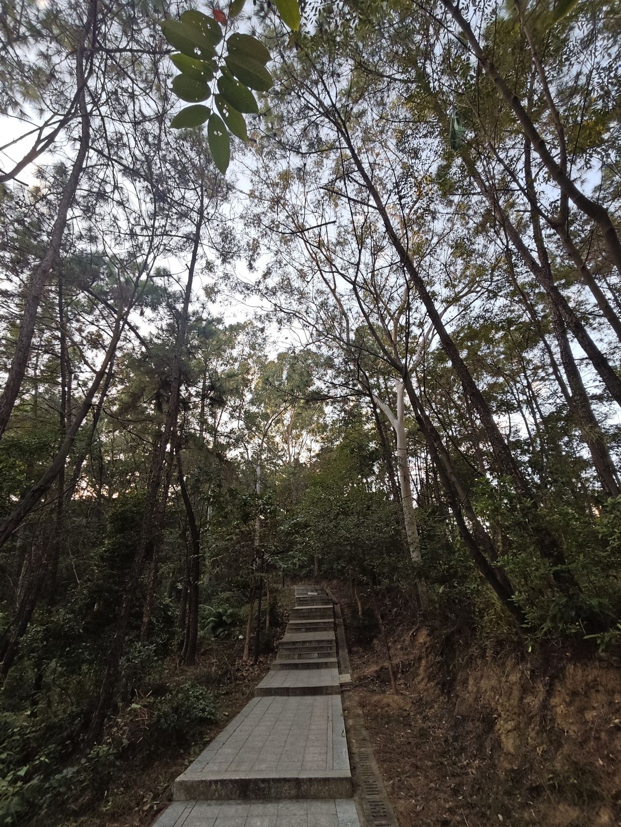 森林公园旅行图片 2
