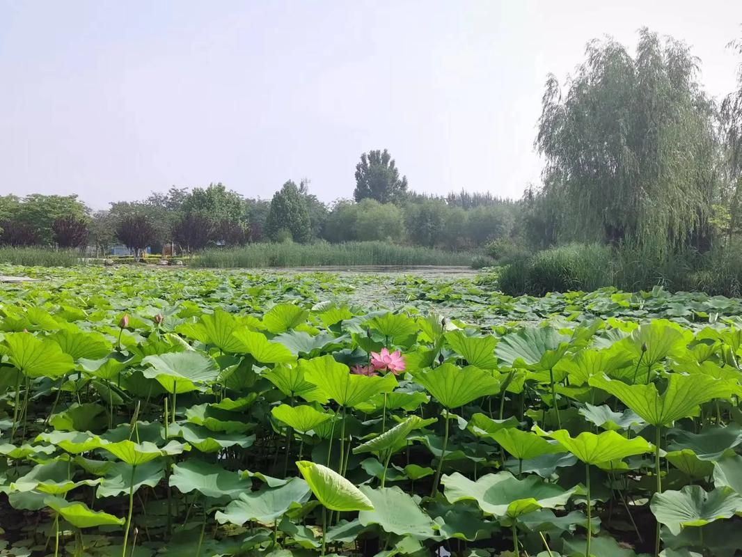 罗城公园旅行图片 1