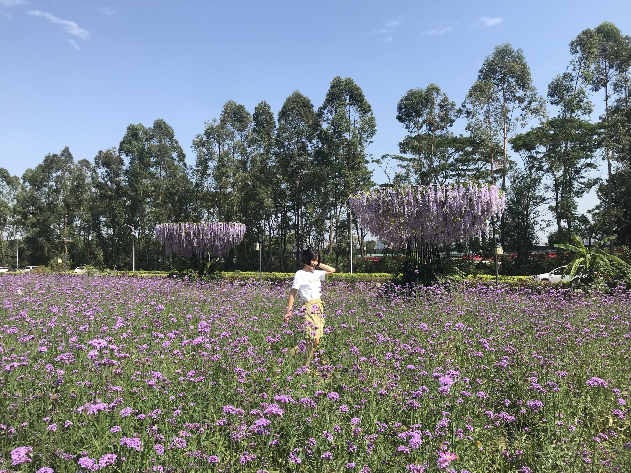 花海流潮旅行图片 2