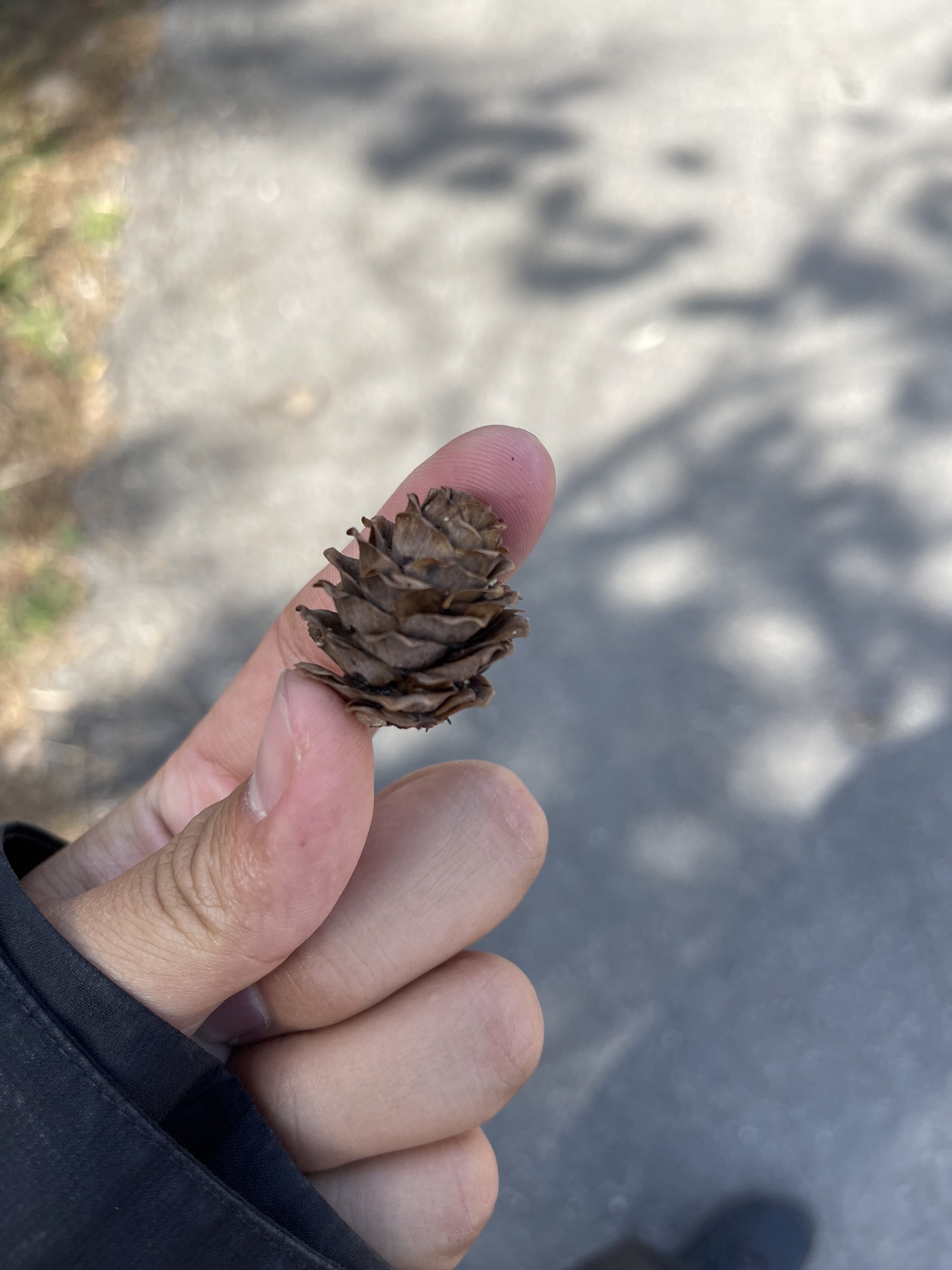 核伙沟森林公园旅行图片 3