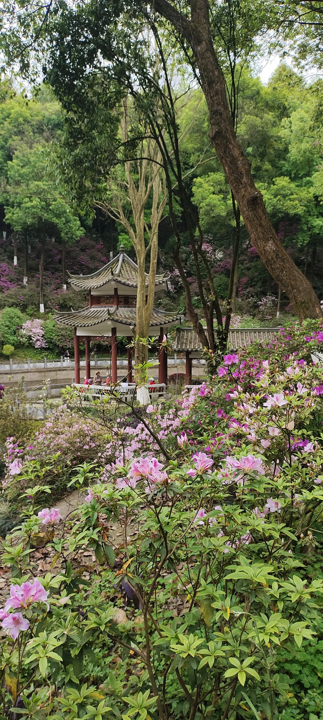 桂林植物园旅行图片 2