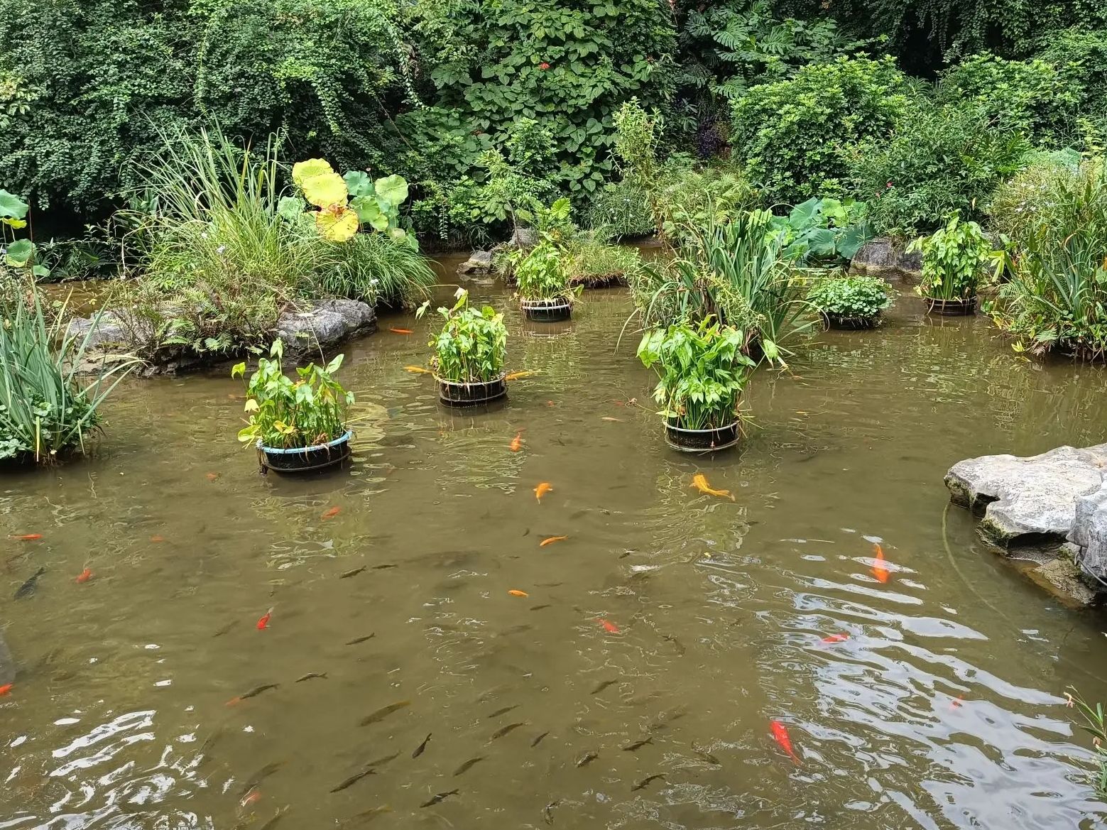 桂林植物园旅行图片 1