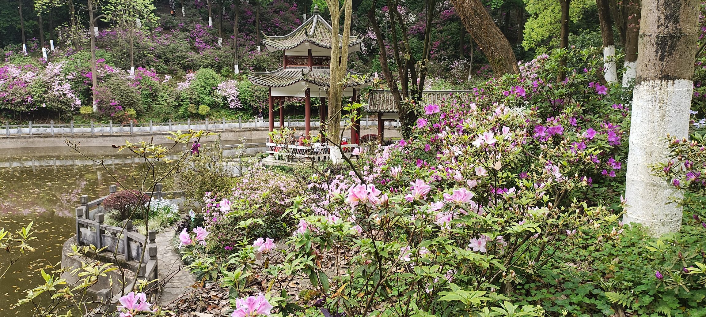 桂林植物园旅行图片 3