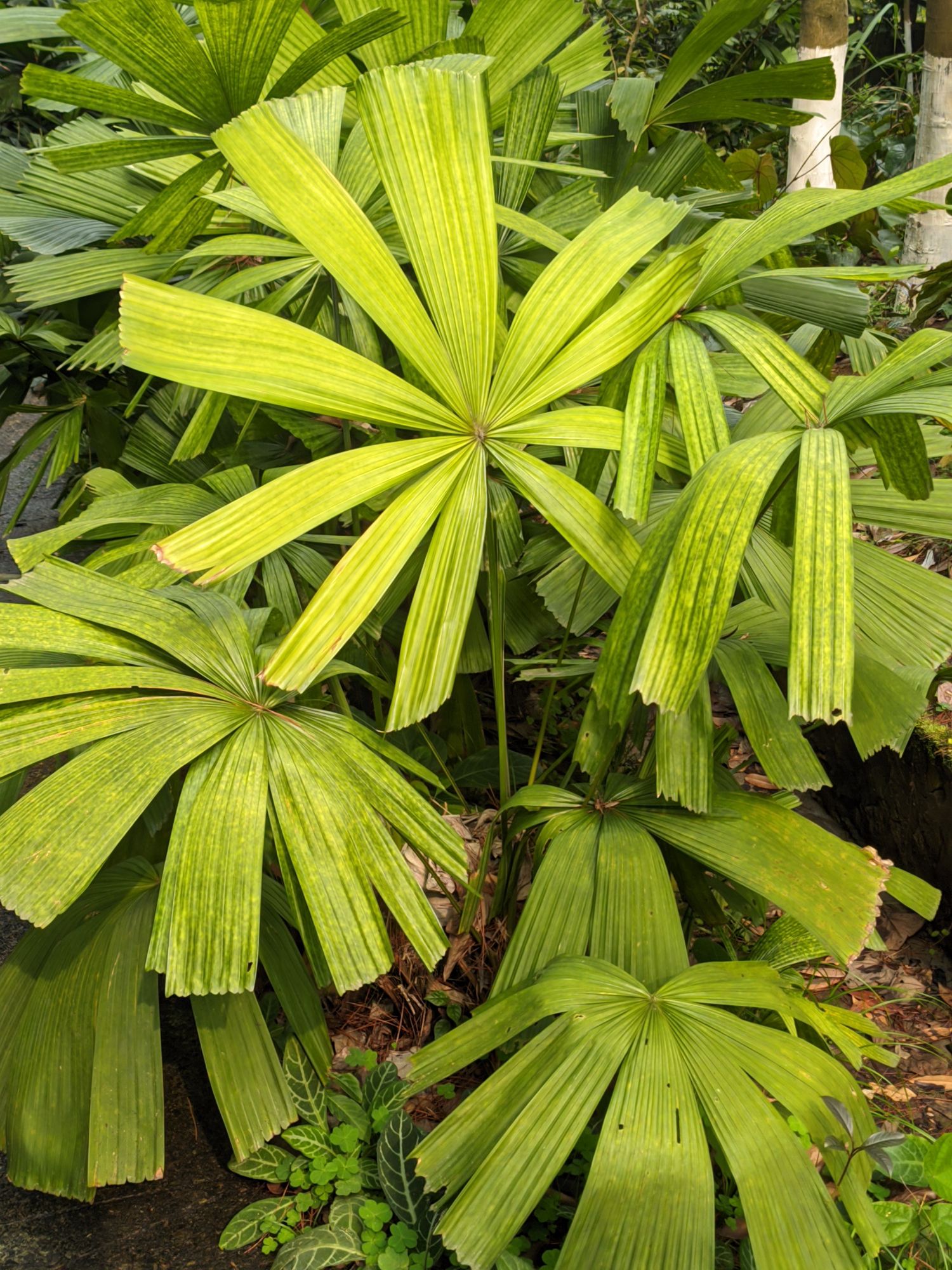 桂林植物园旅行图片 2