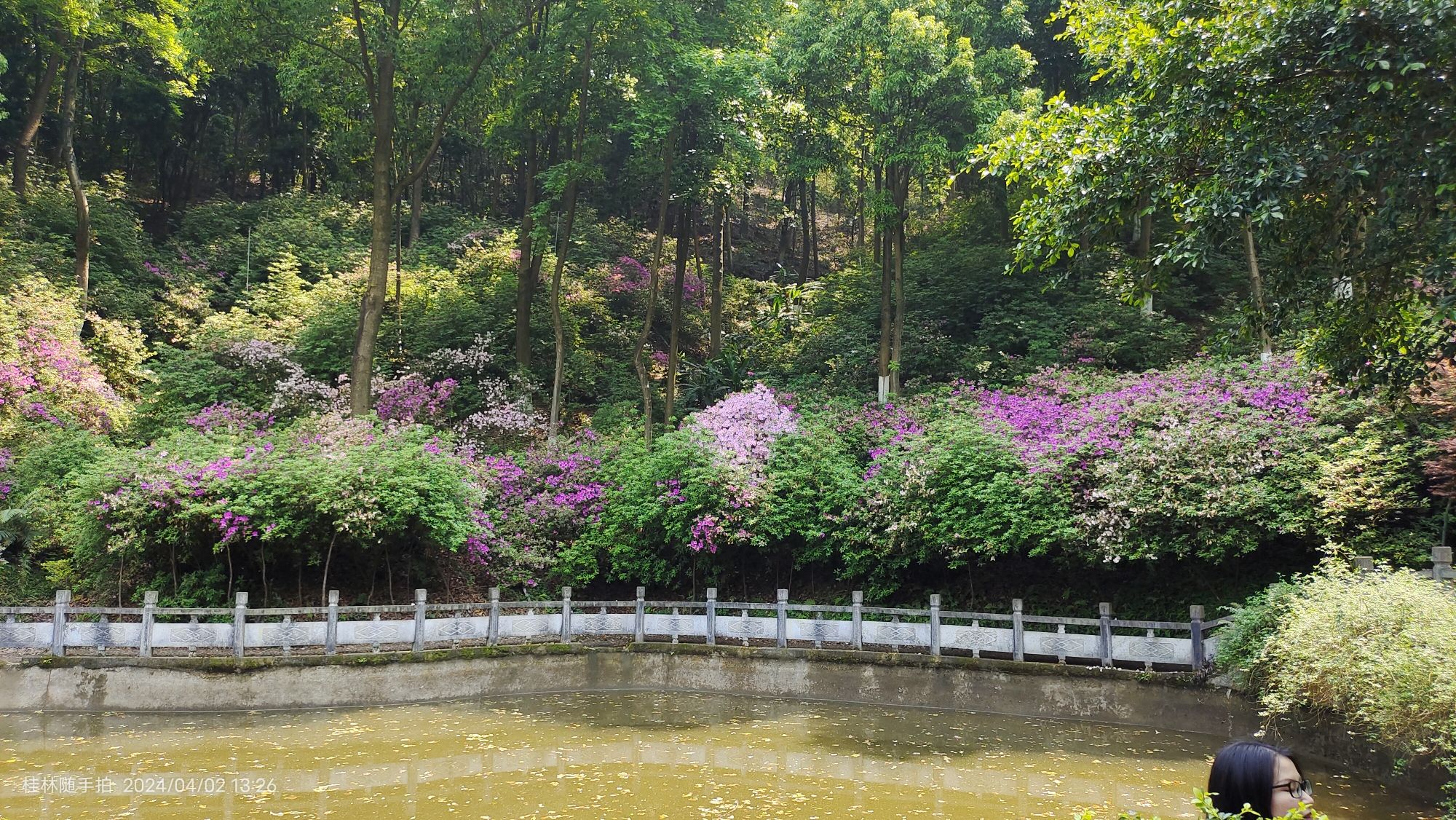 桂林植物园旅行图片 2