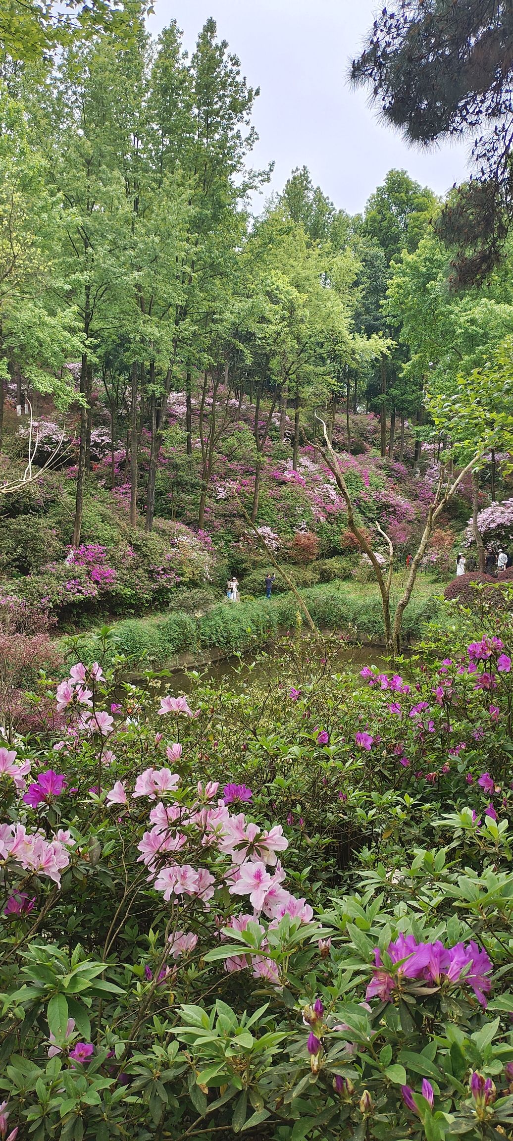 桂林植物园旅行图片 1
