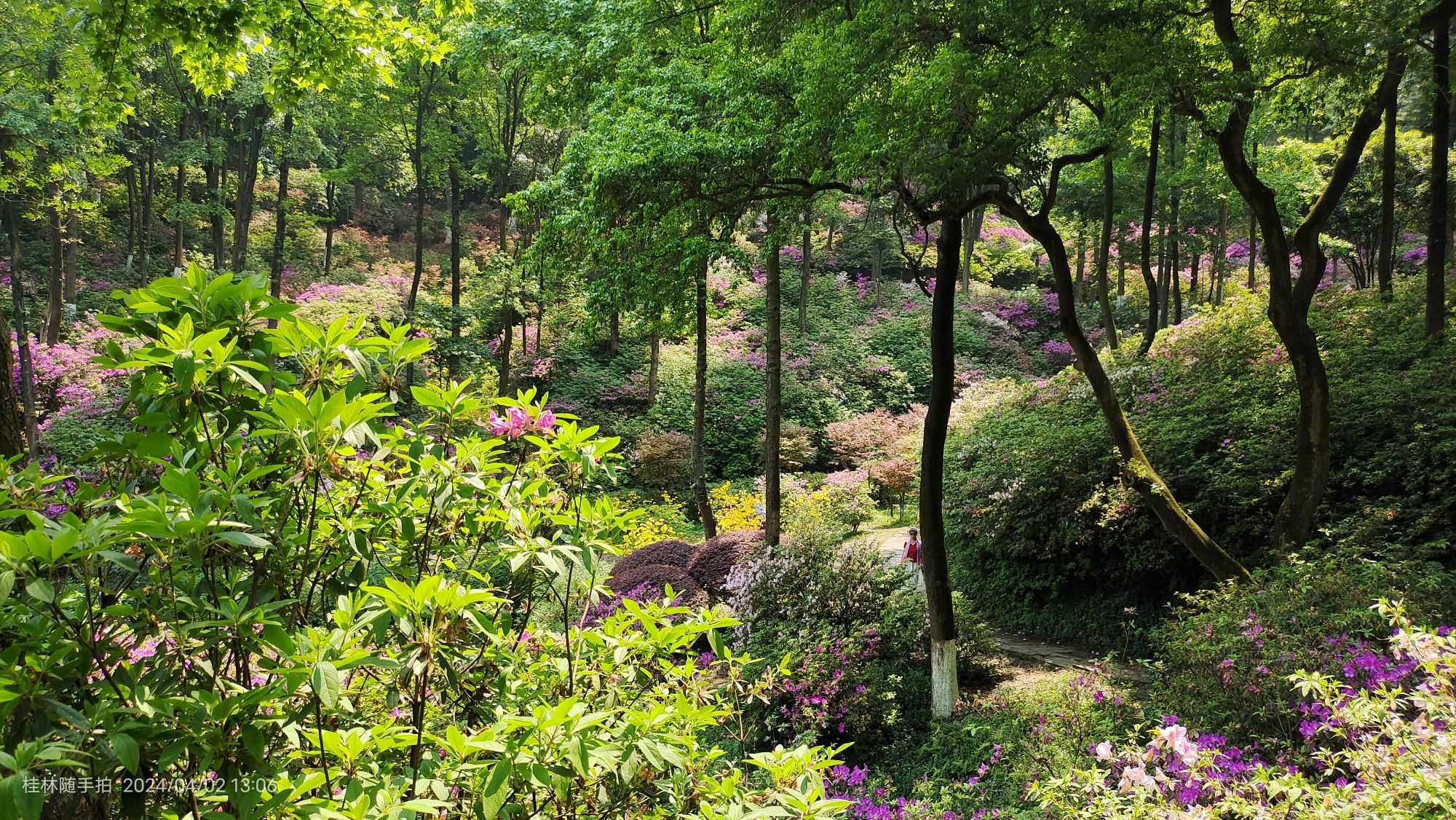 桂林植物园旅行图片 3
