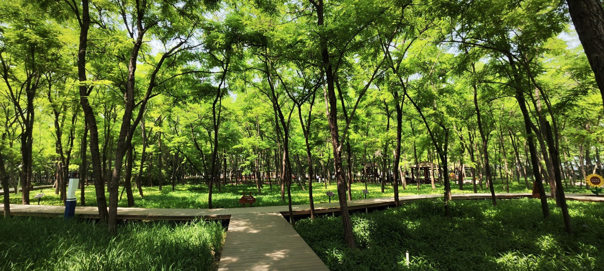 打渔张森林公园旅行图片 1