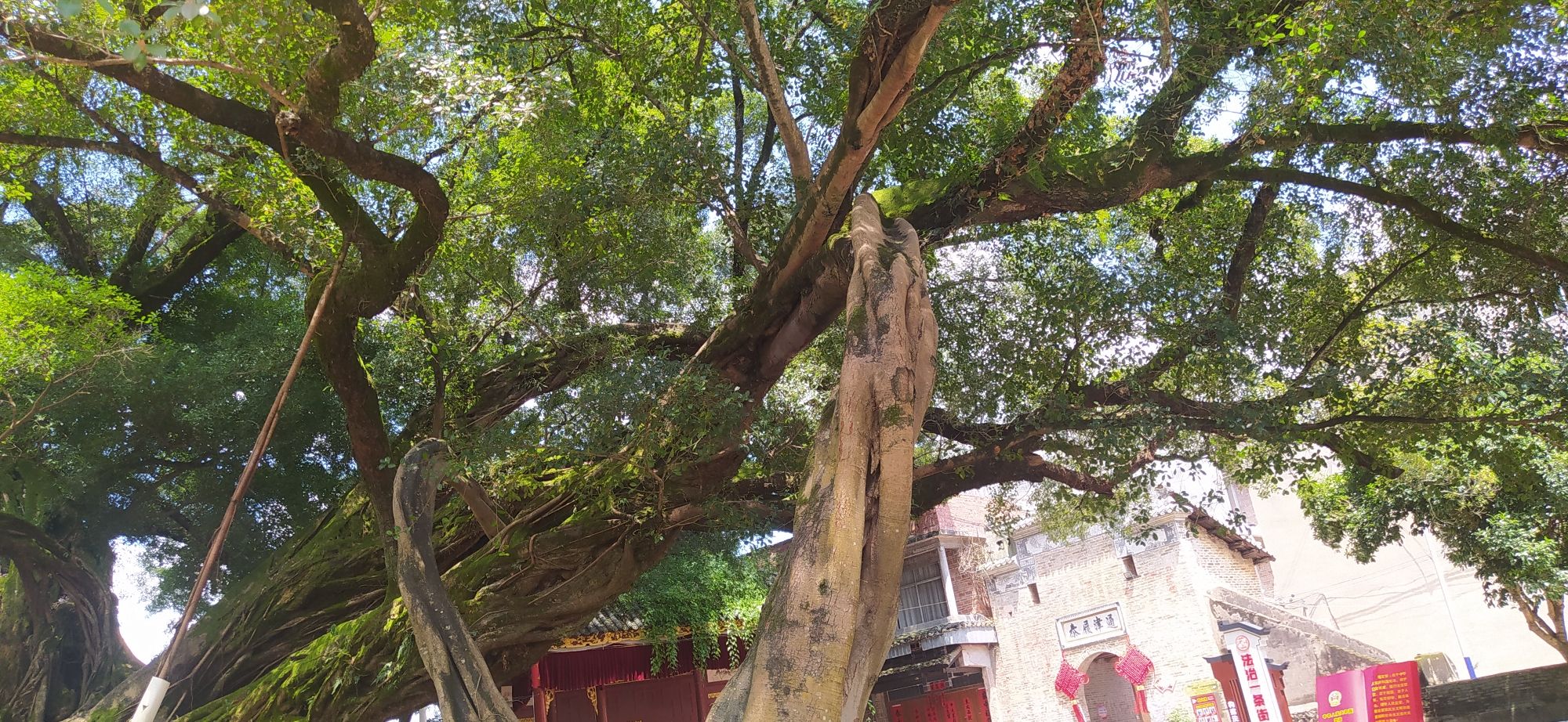 榕津古镇旅行图片 1