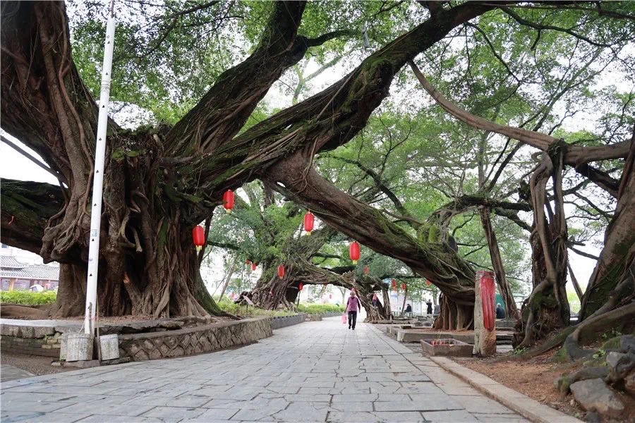 榕津古镇旅行图片 3