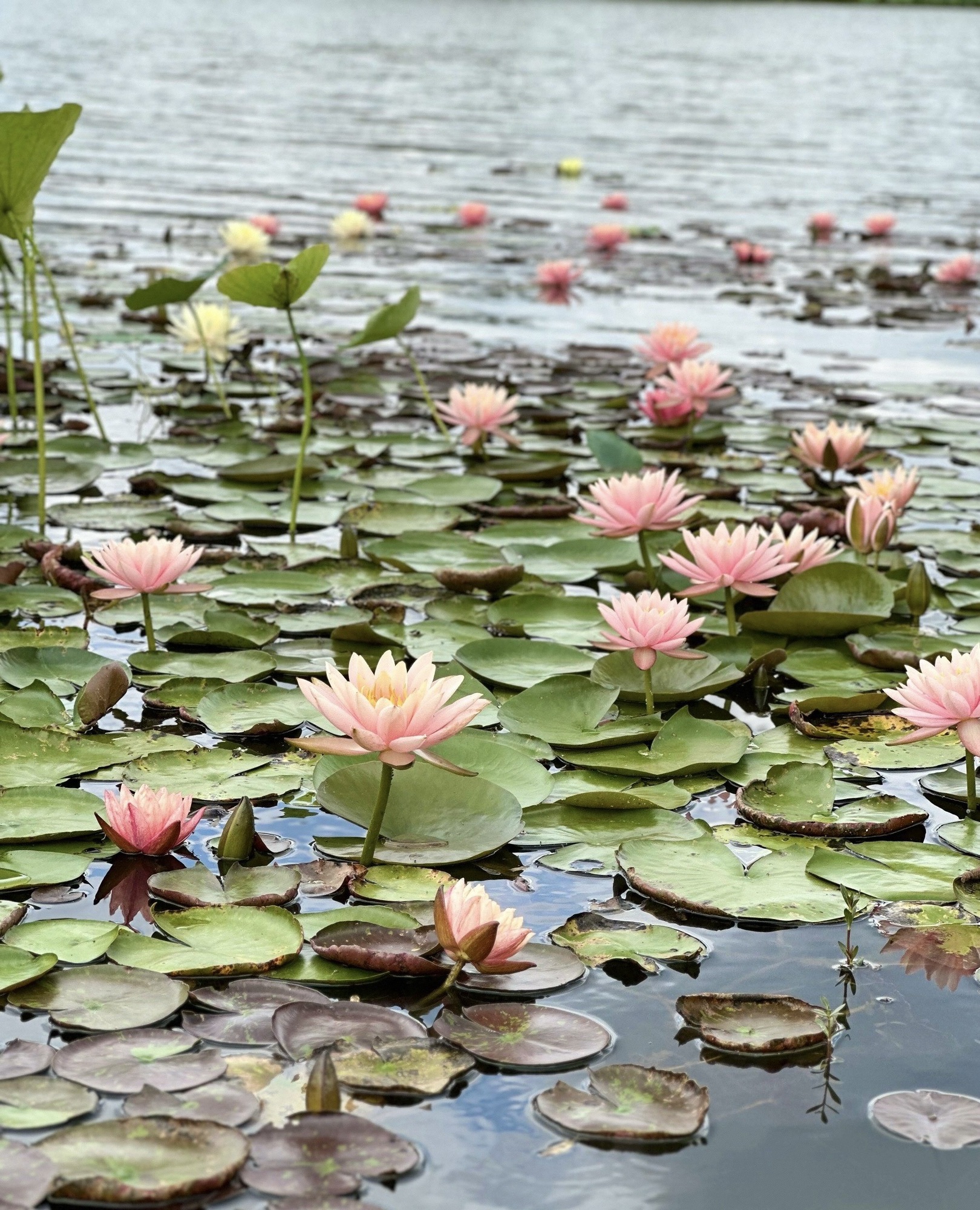 观音湖生态湿地公园