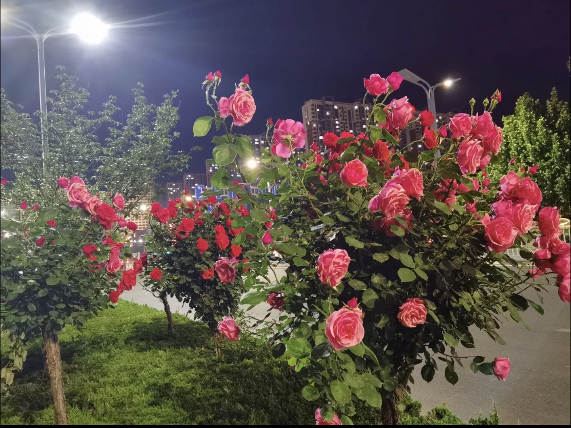 百花园旅行图片 3