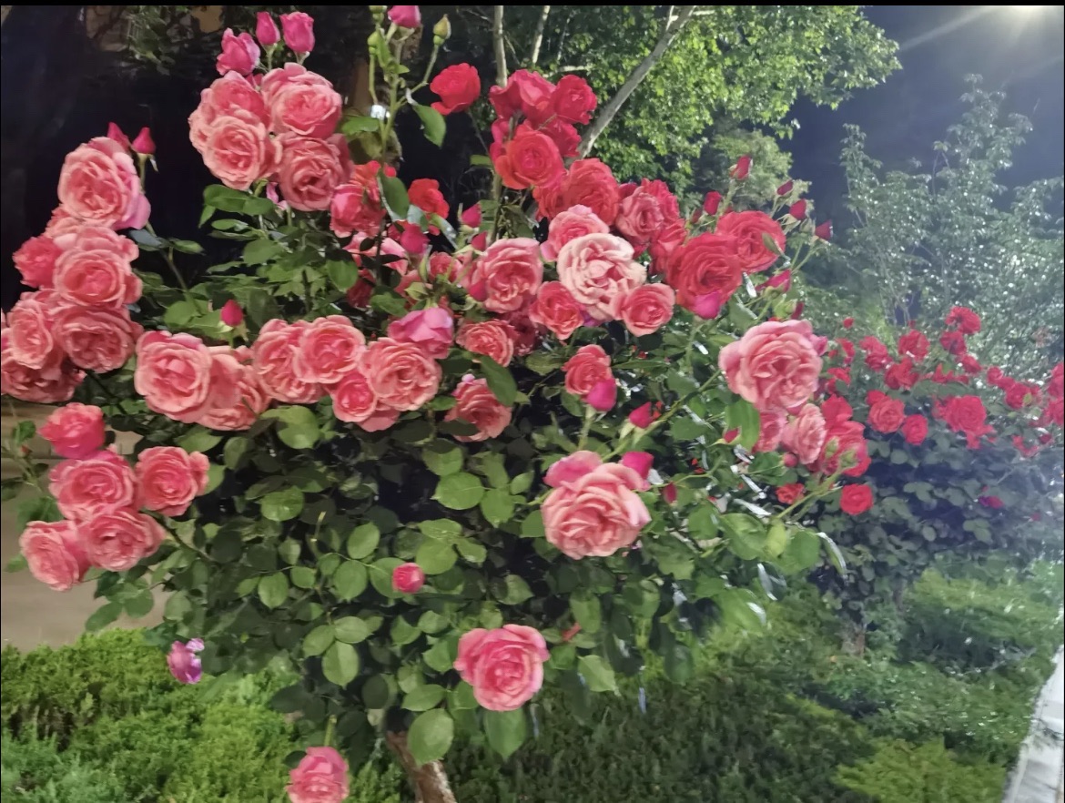 百花园旅行图片 2