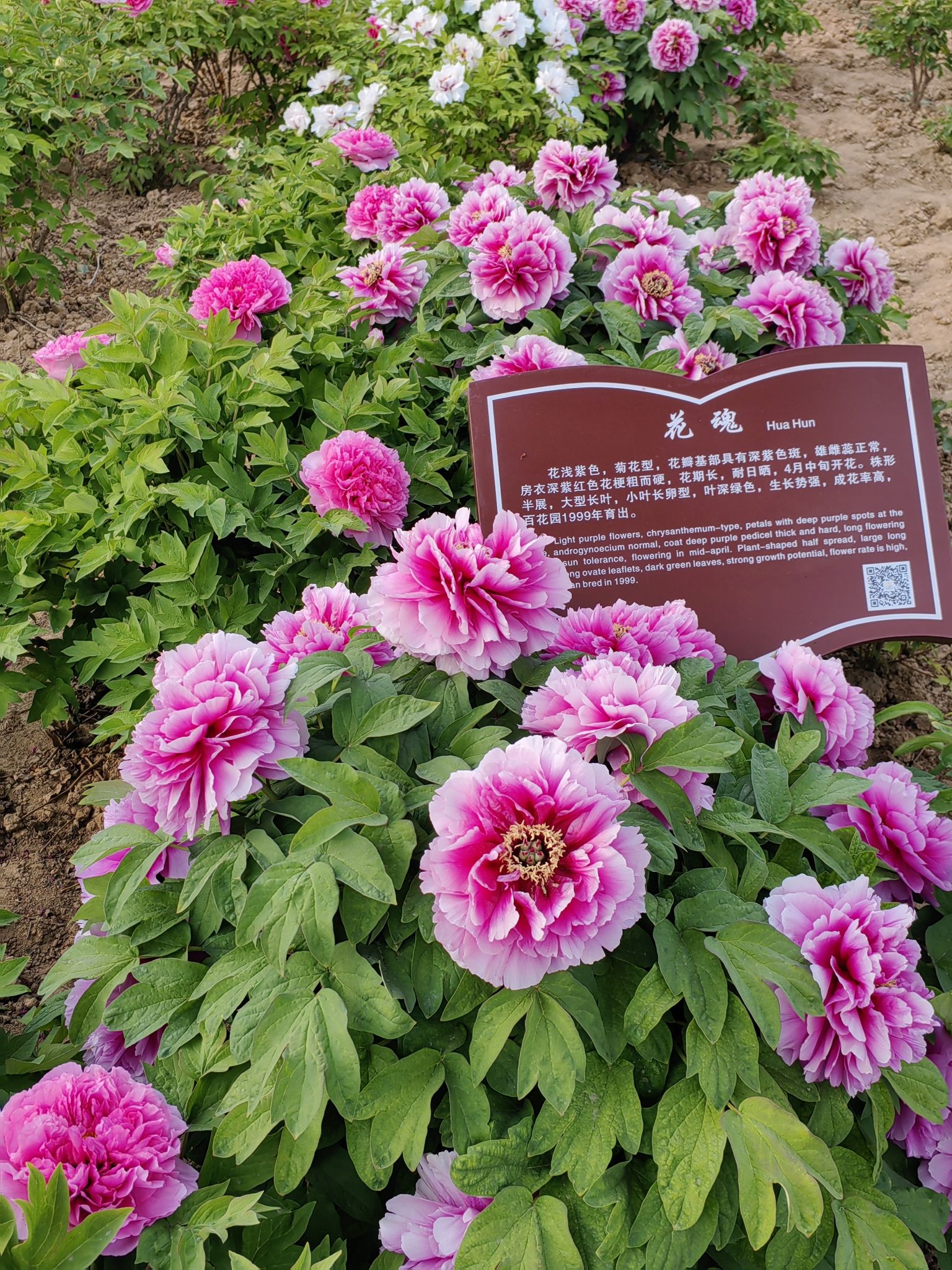百花园旅行图片 3