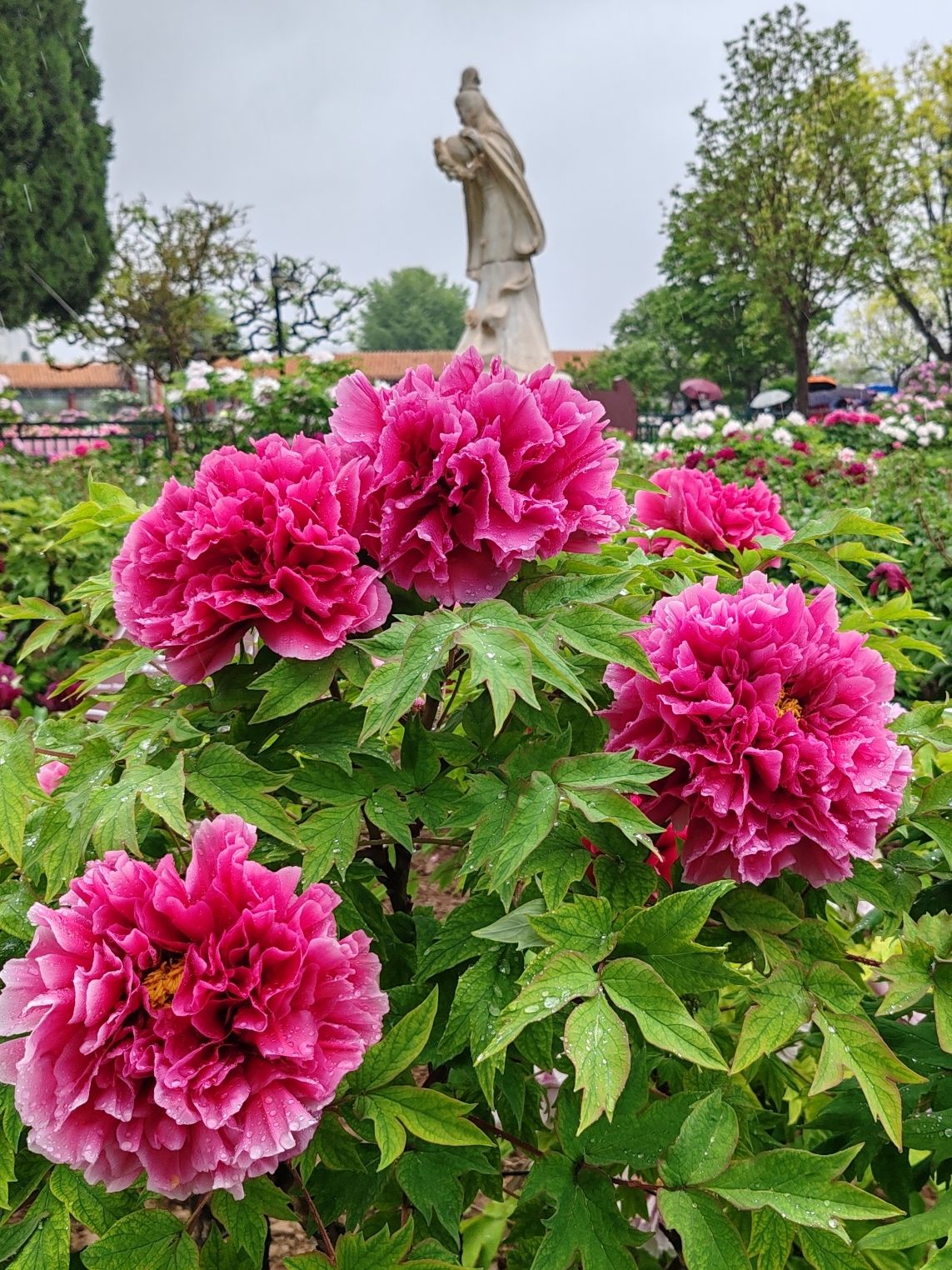 百花园旅行图片 3