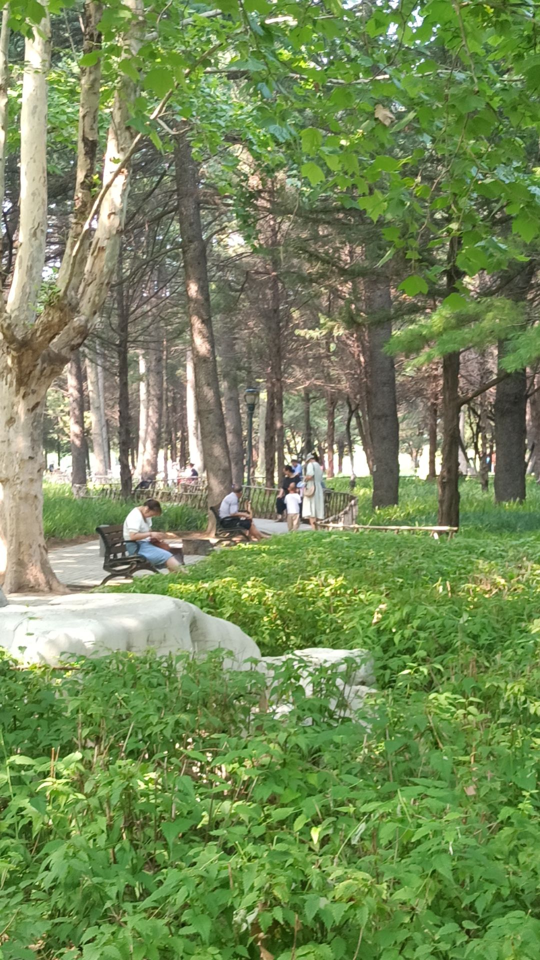 西湖公园旅行图片 3