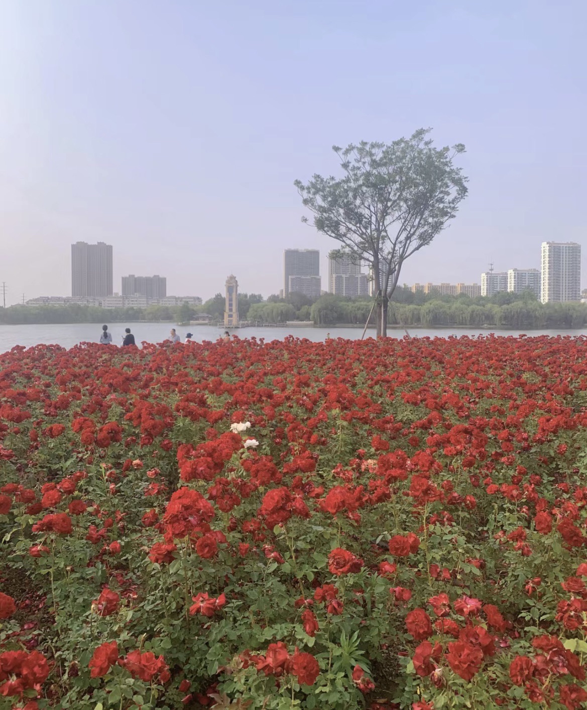 西湖公园旅行图片 1