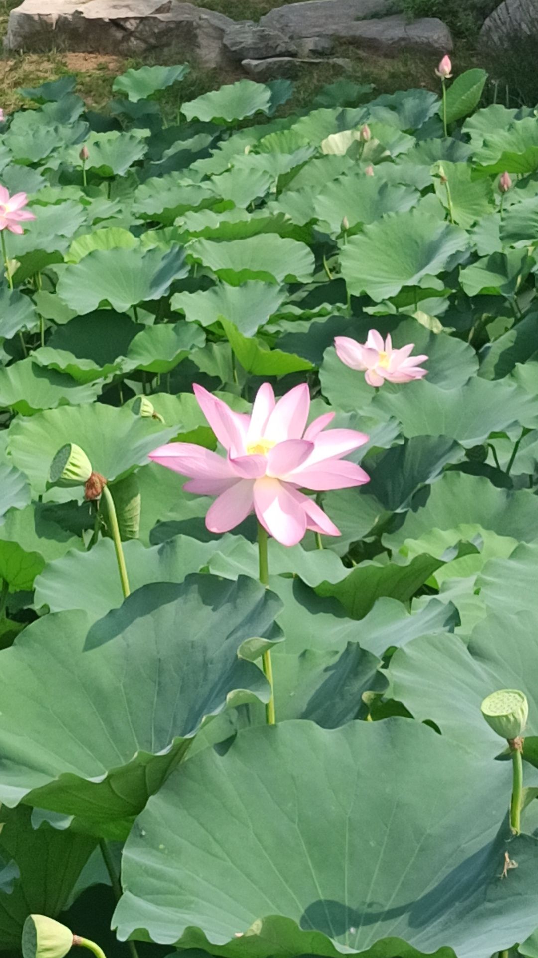 西湖公园旅行图片
