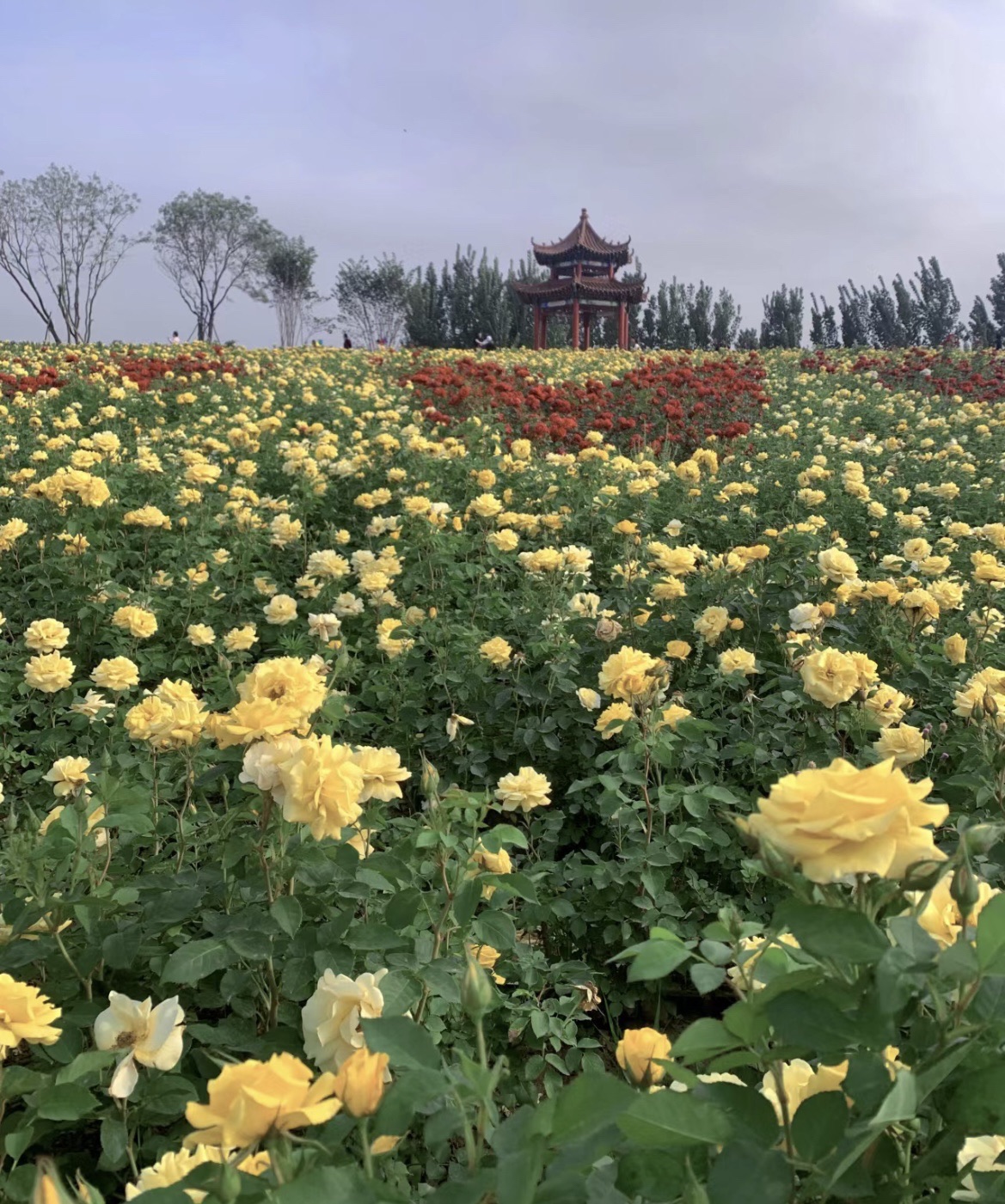 西湖公园旅行图片 3