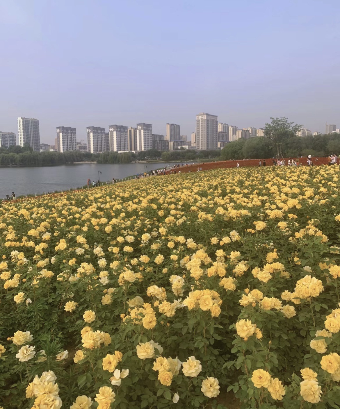 西湖公园旅行图片 2