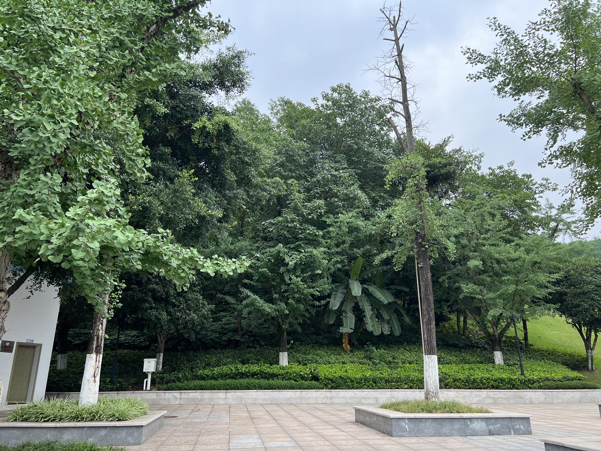 龙洲湾公园旅行图片 2