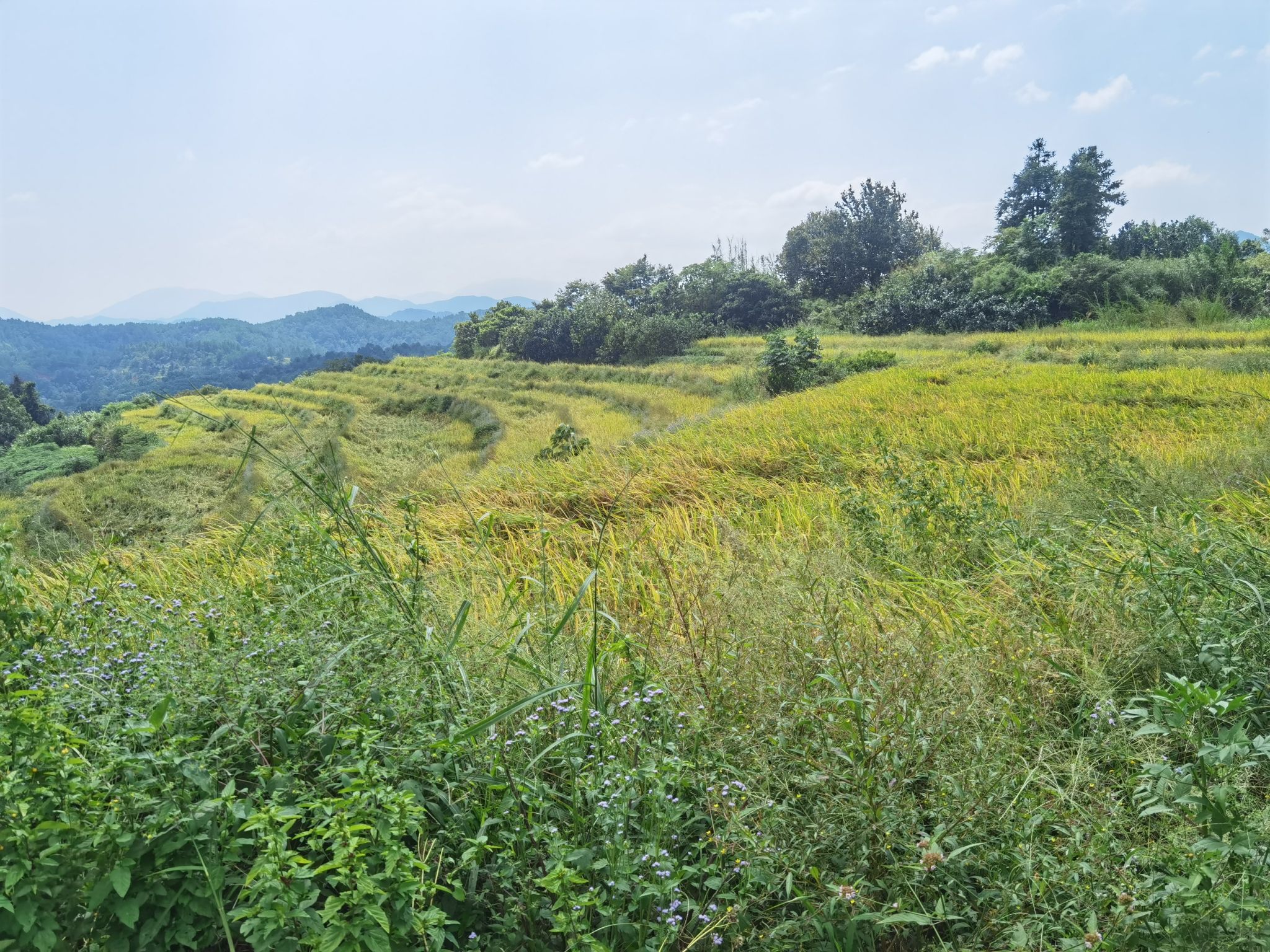 坪山梯田旅游区旅行图片 1