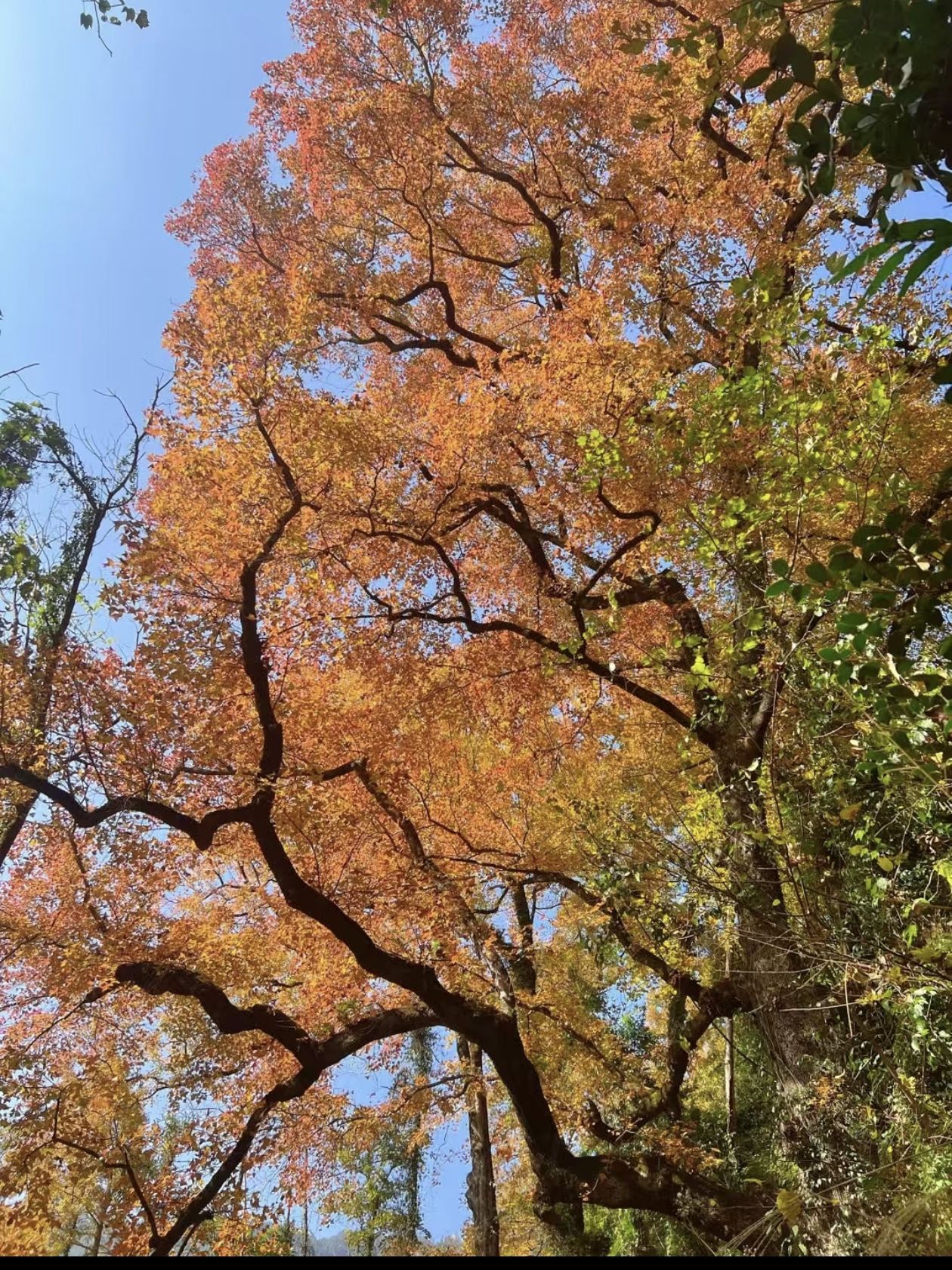 大会岭红枫古道旅行图片 2