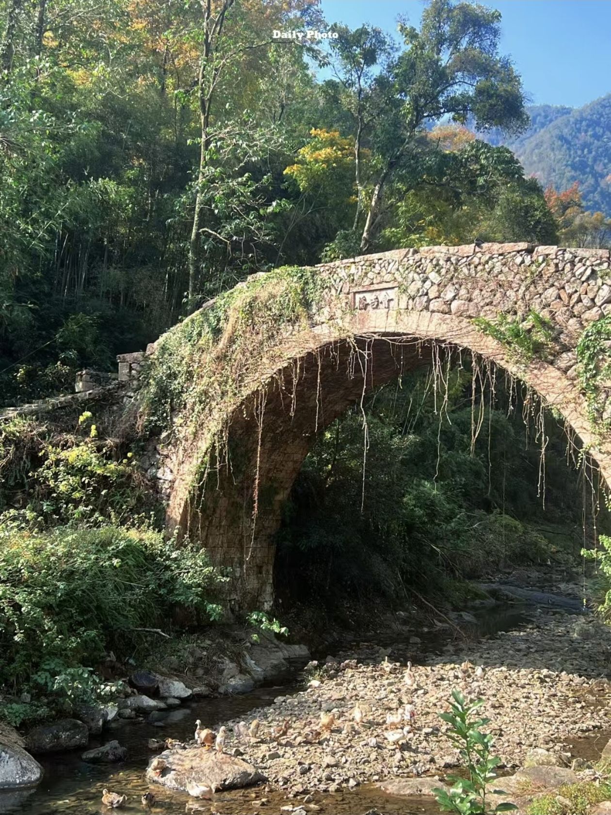 大会岭红枫古道旅行图片 3
