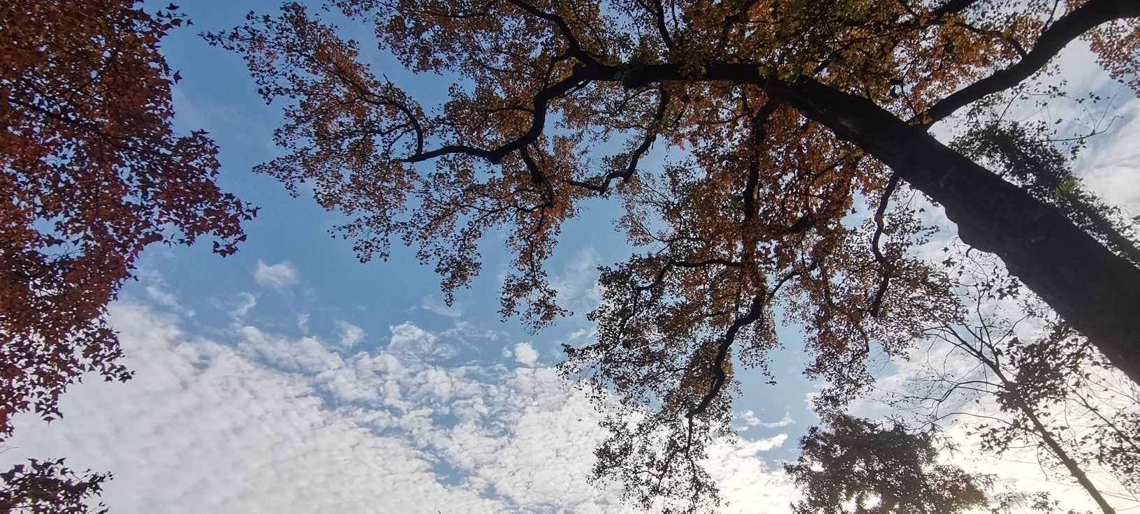 大会岭红枫古道旅行图片 3