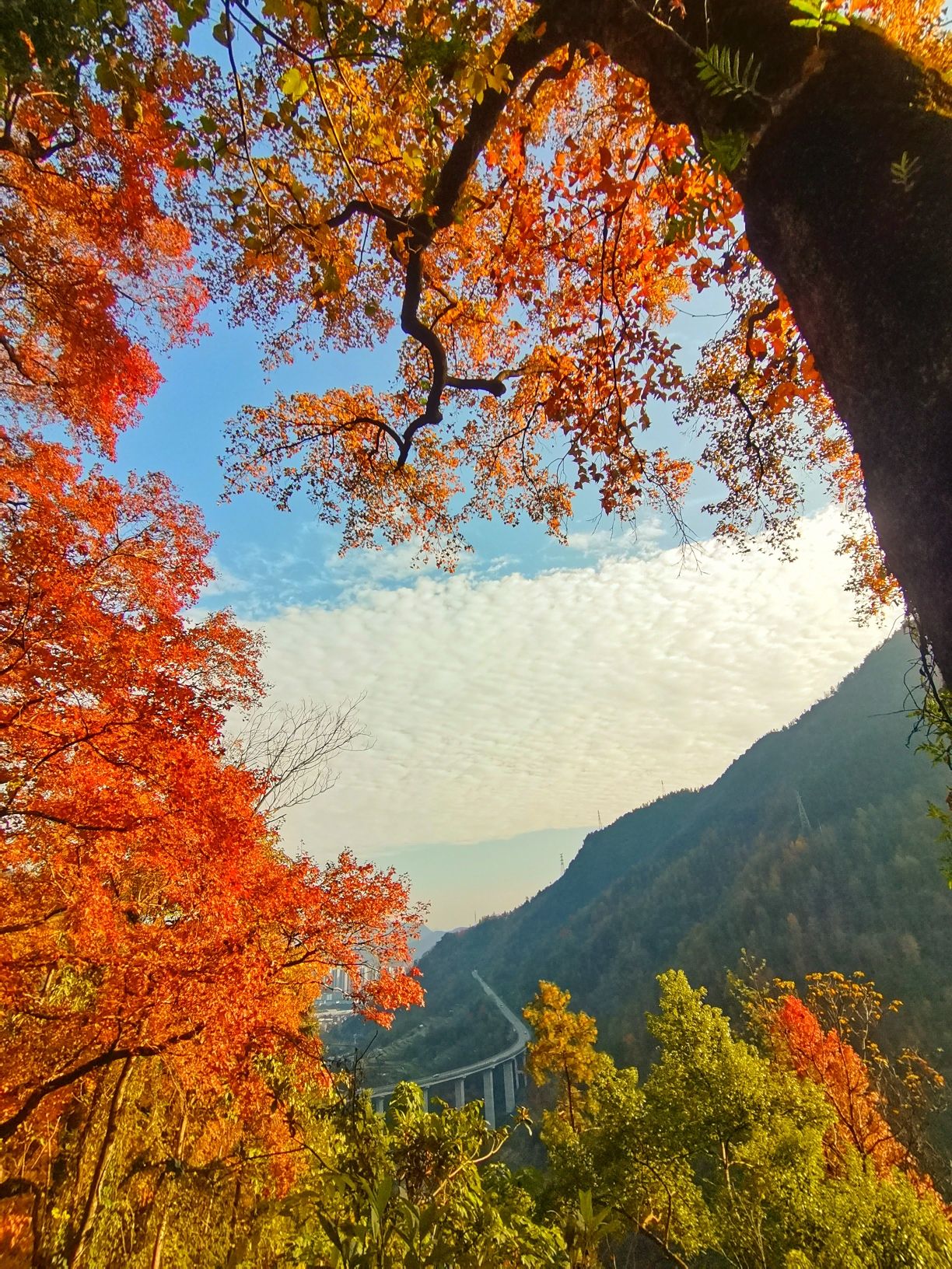 大会岭红枫古道旅行图片 1