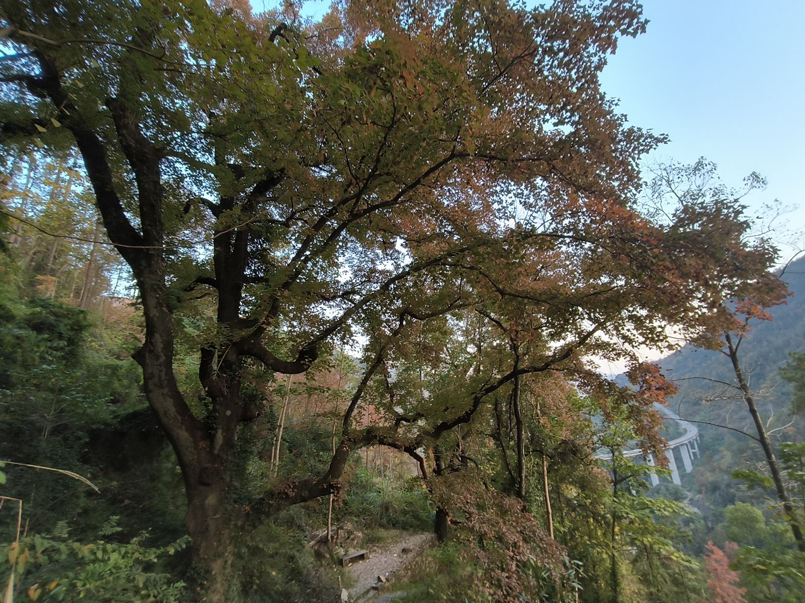 大会岭红枫古道旅行图片 2