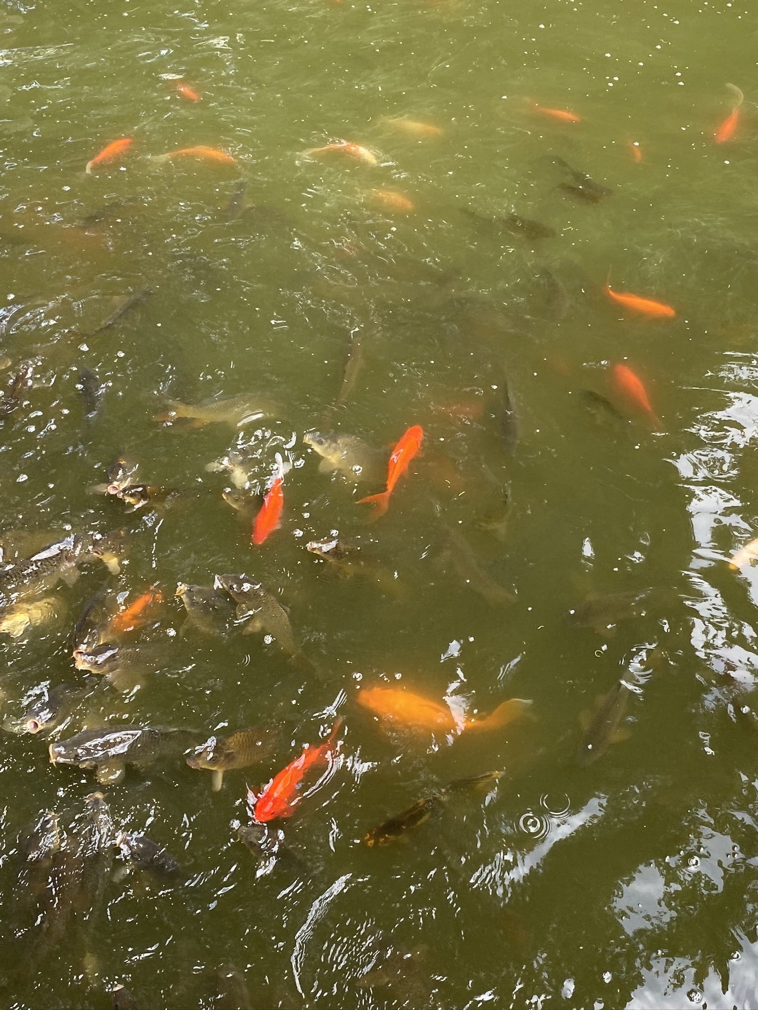 大塘公园旅行图片 3