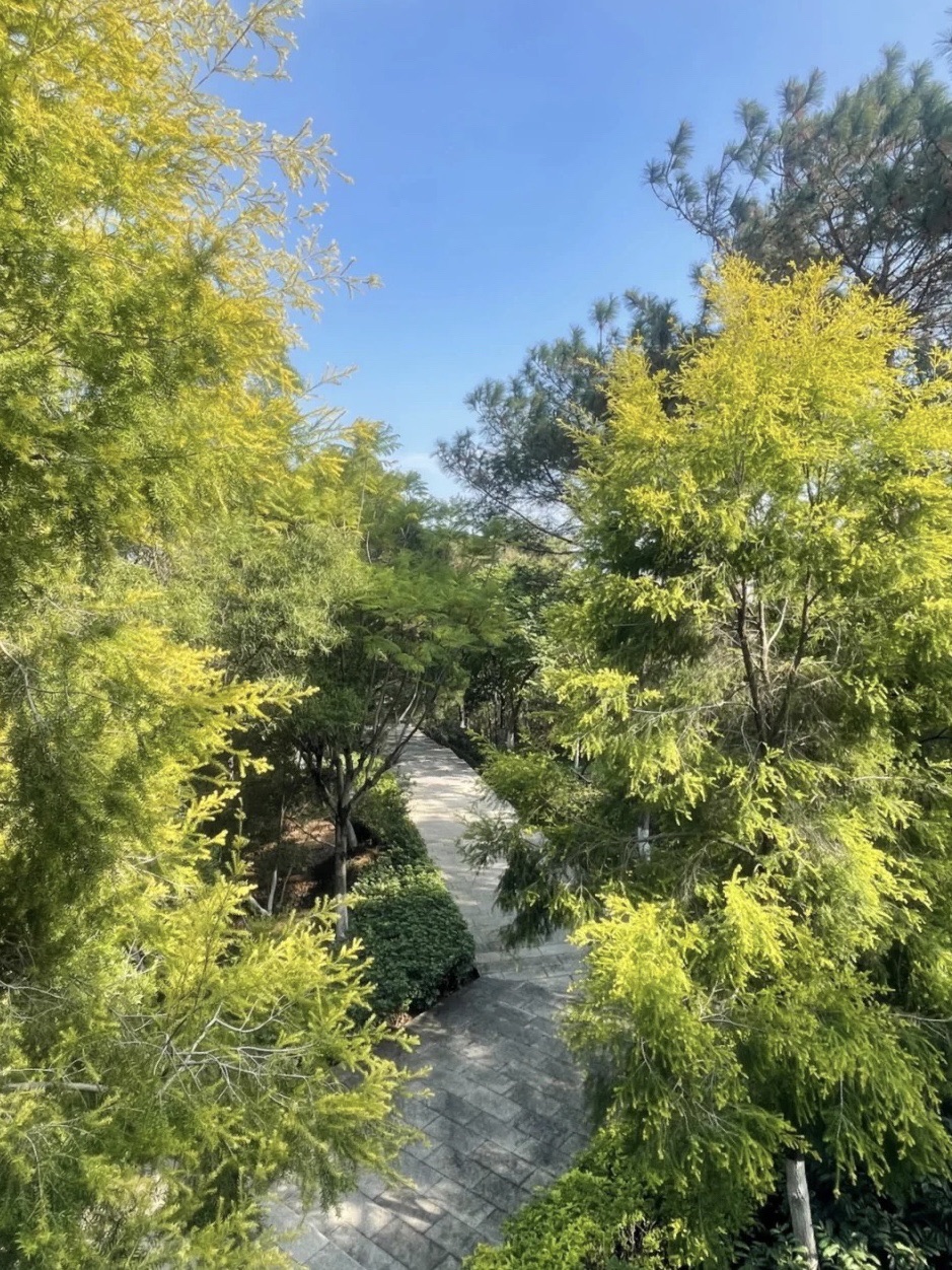 薛岭山公园旅行图片 3