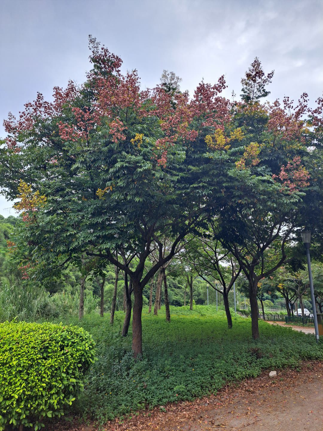 蔡尖尾山公园旅行图片 3