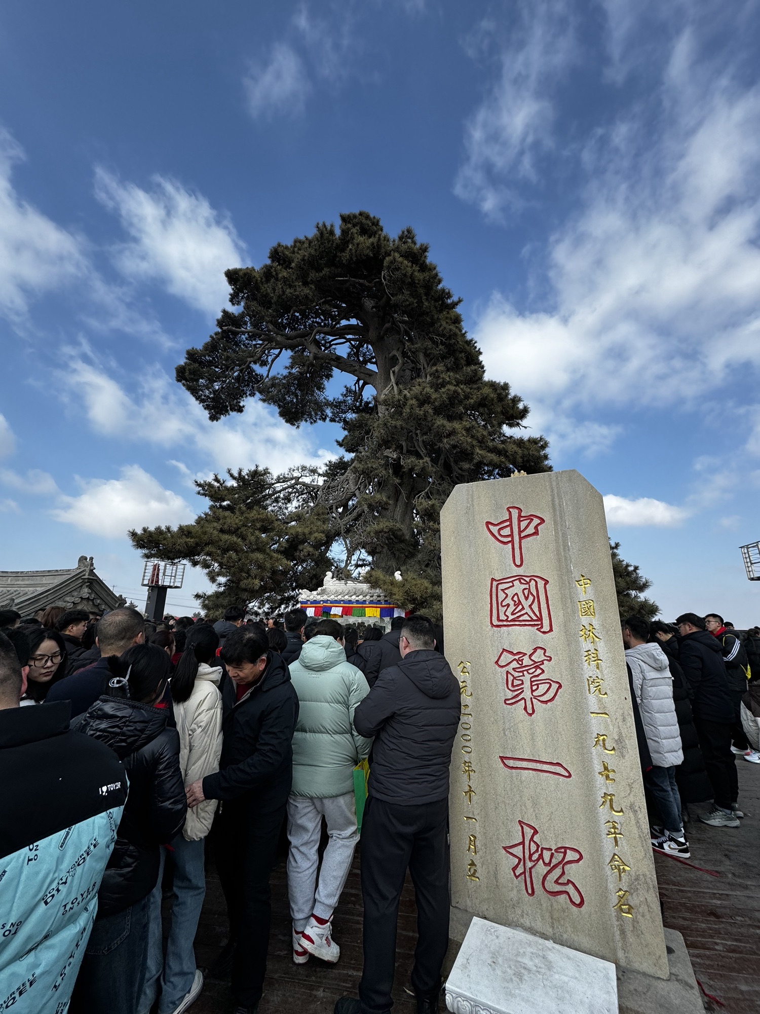 油松王旅游区旅行图片 2