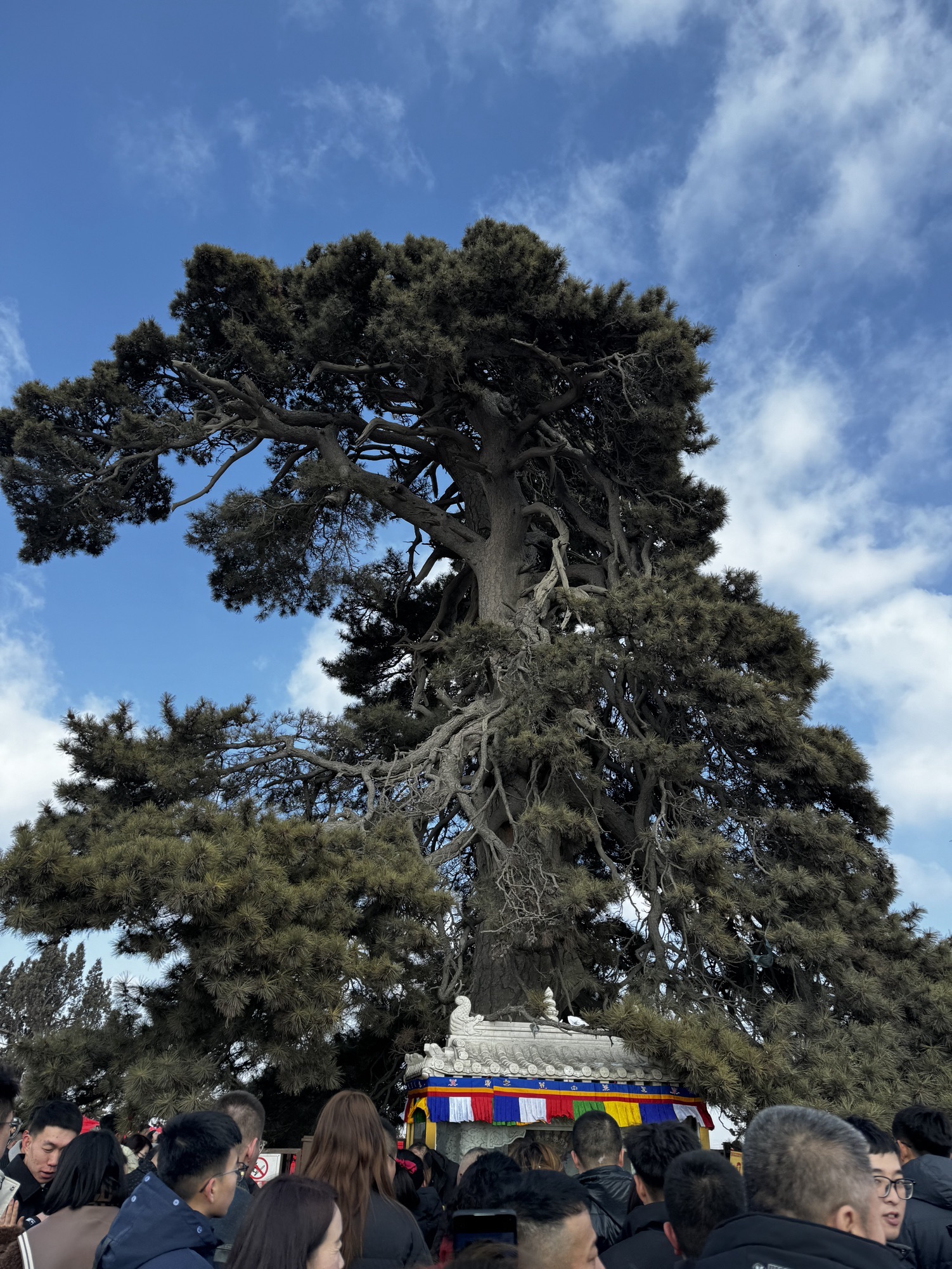 油松王旅游区旅行图片 3