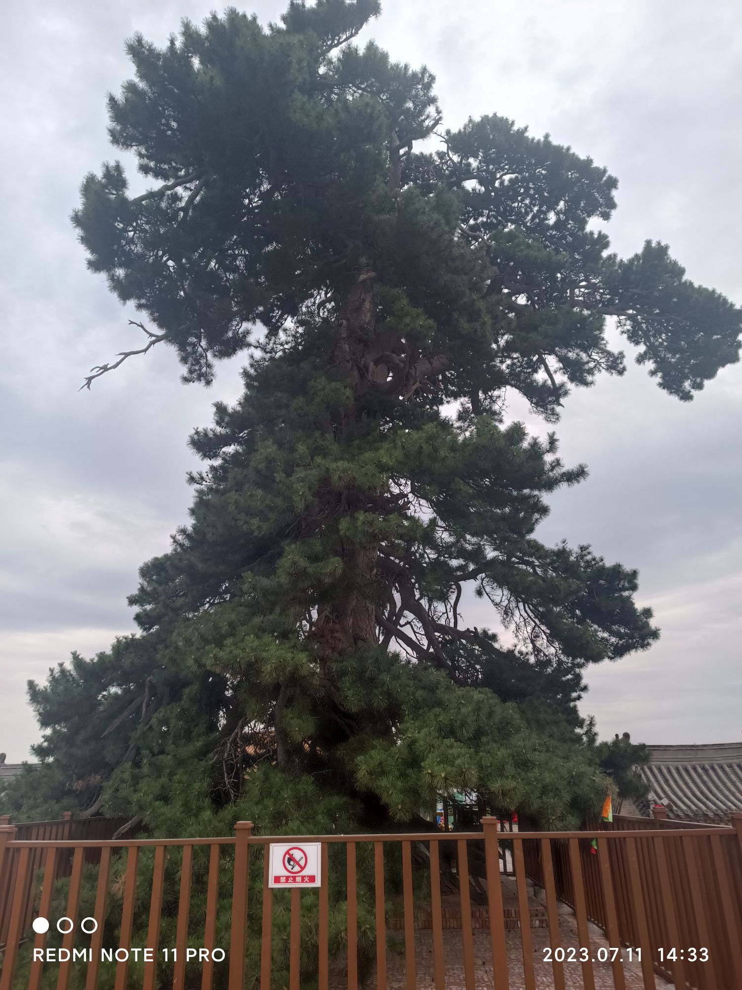 油松王旅游区旅行图片 3