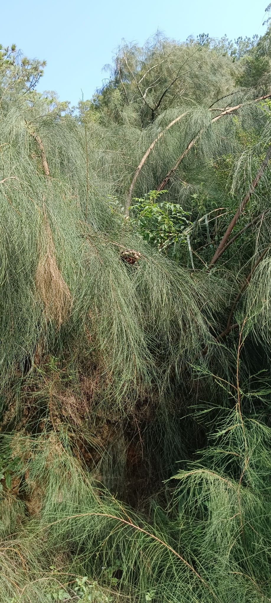 灵秀山风景区旅行图片 1