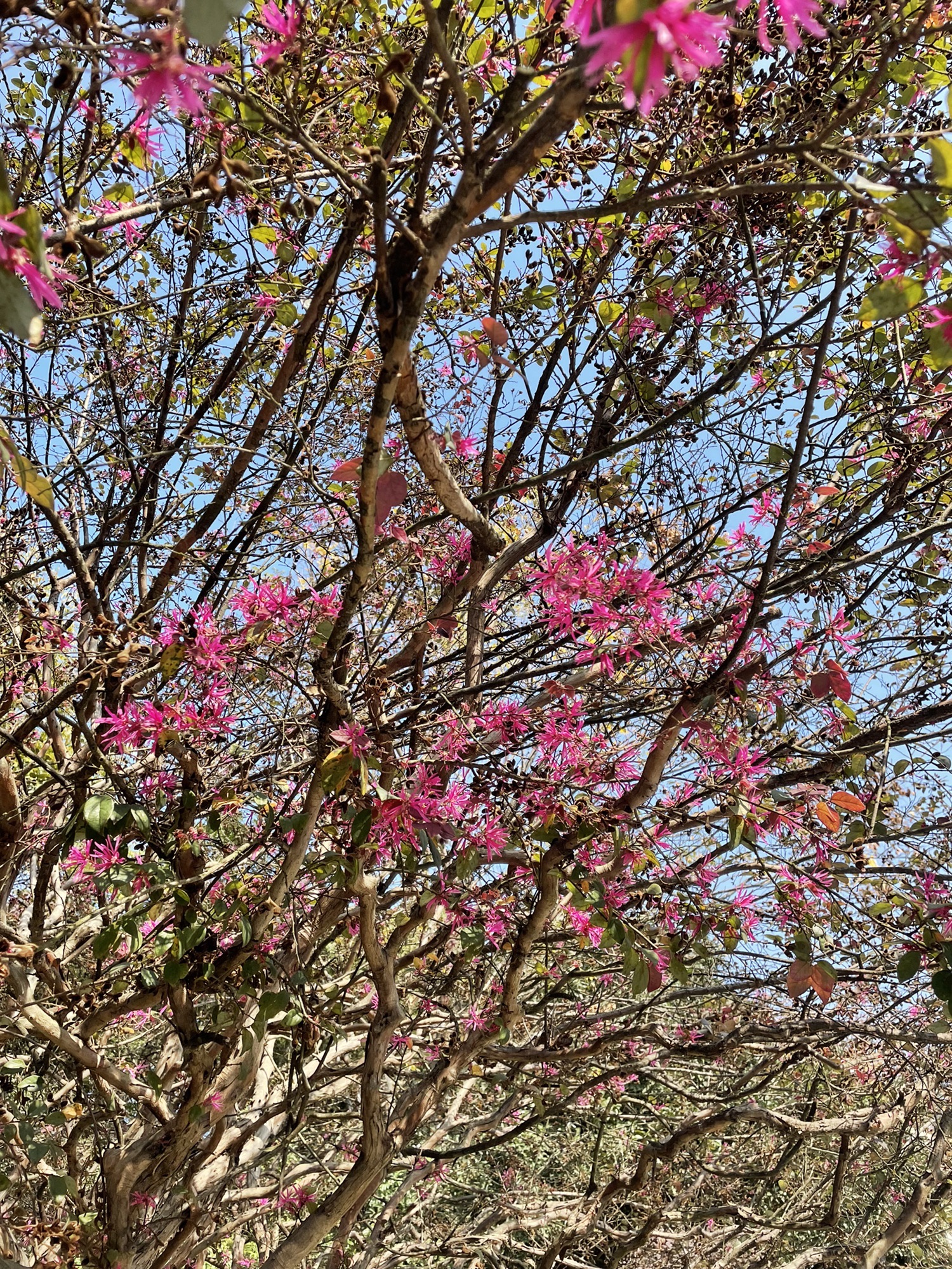 菊花塘公园旅行图片 1