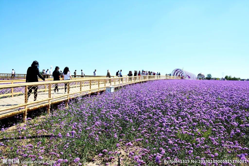 紫云花汐景区旅行图片 3