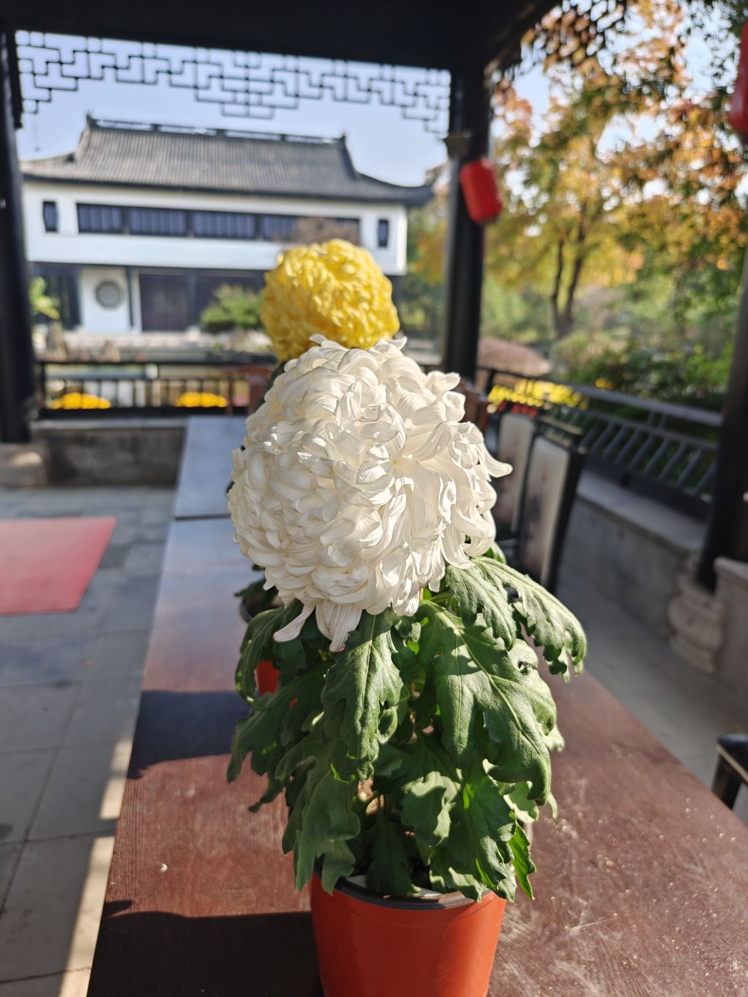 中国花卉博览园花博会旅行图片 2