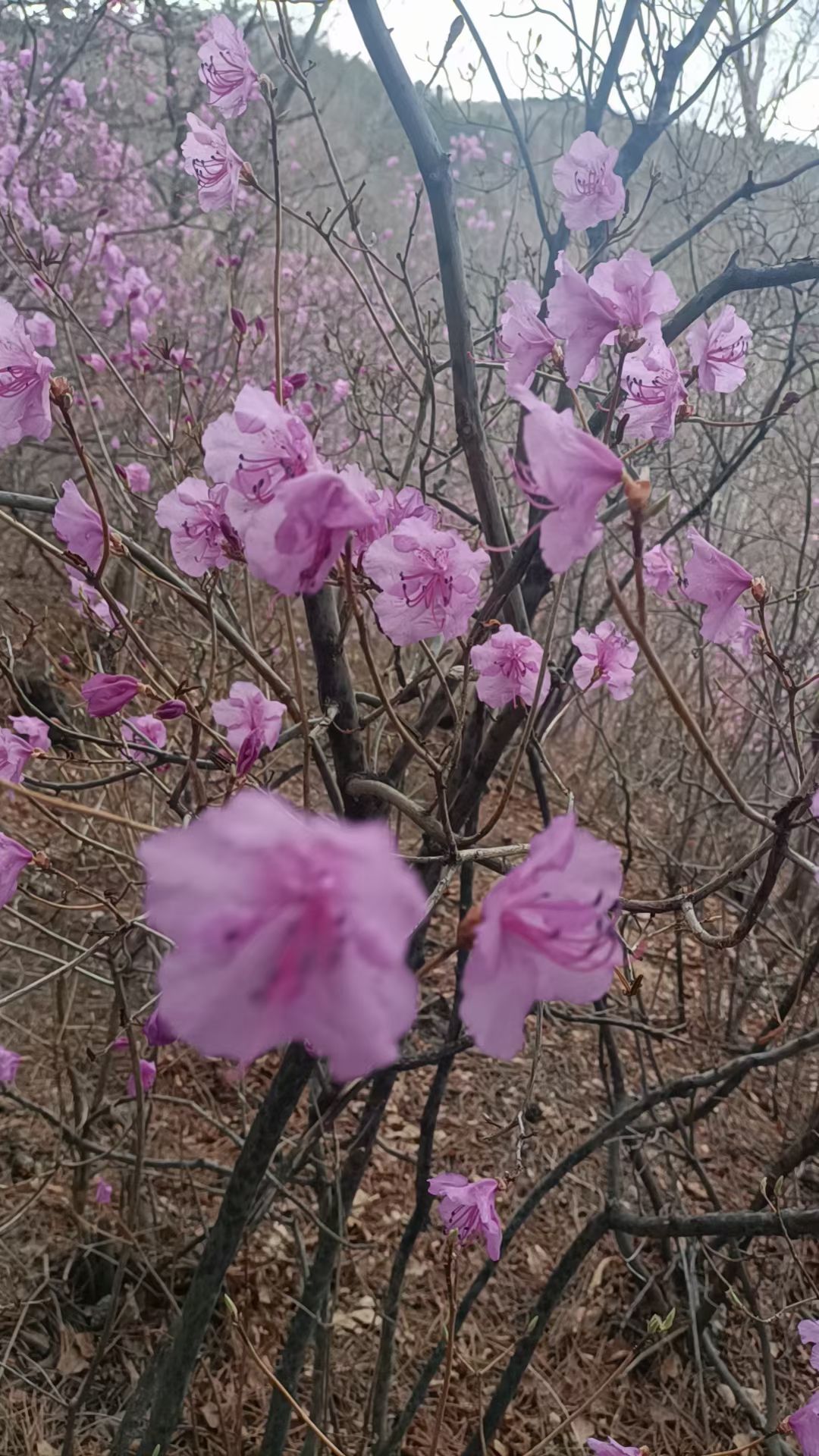 杜鹃山景区旅行图片 1