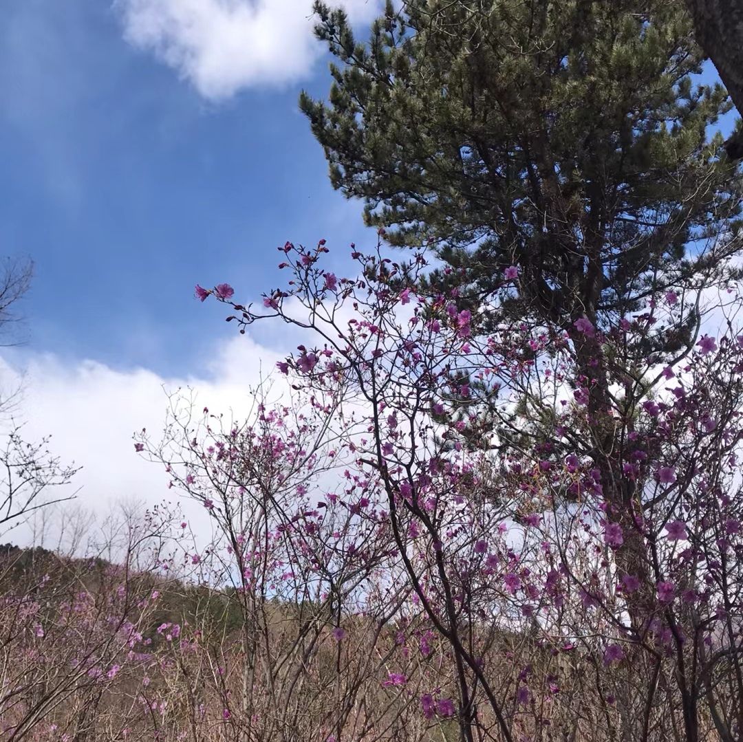 杜鹃山景区旅行图片 3