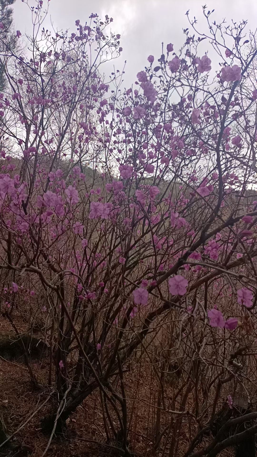 杜鹃山景区旅行图片 2