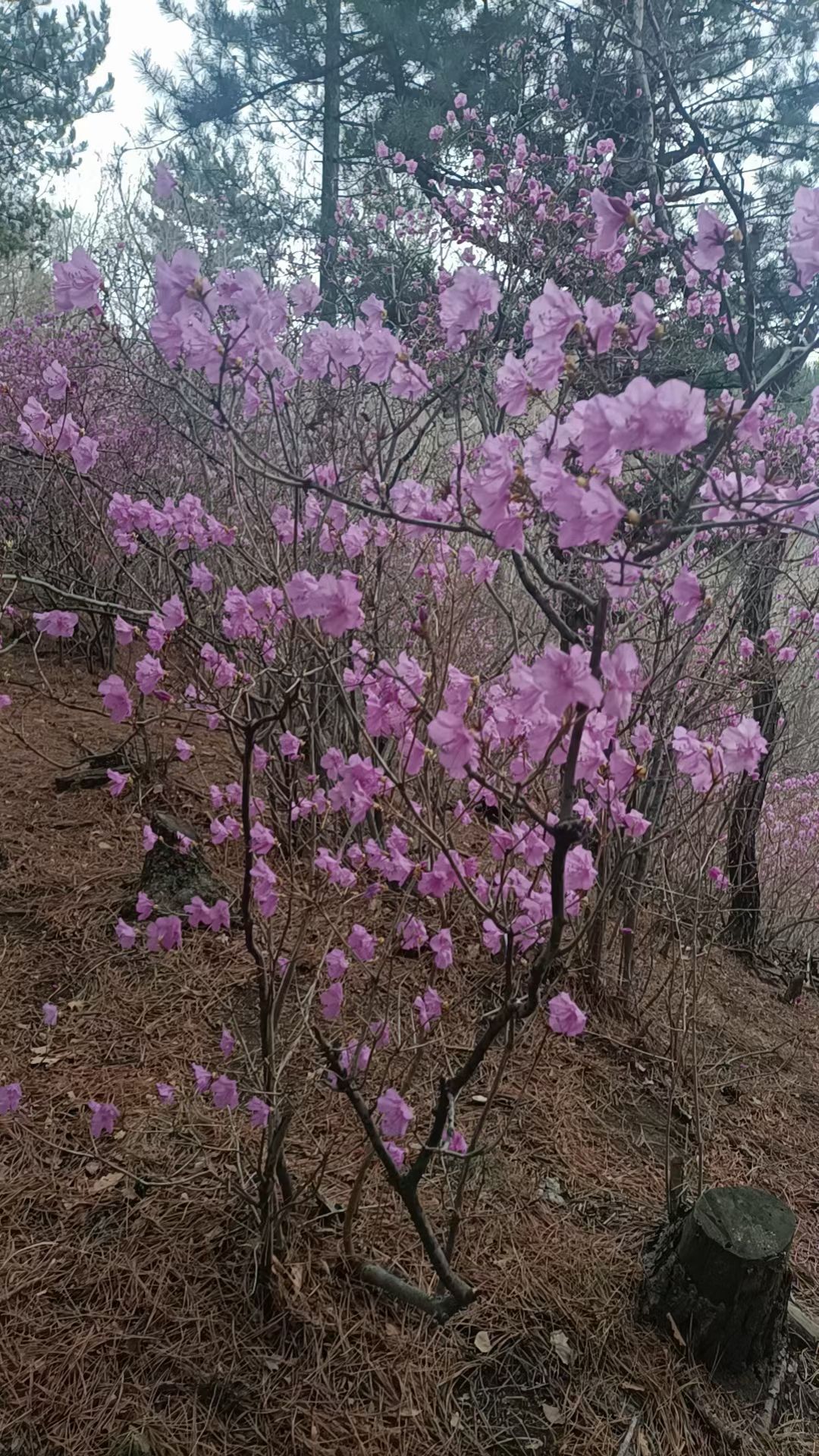 杜鹃山景区旅行图片 3