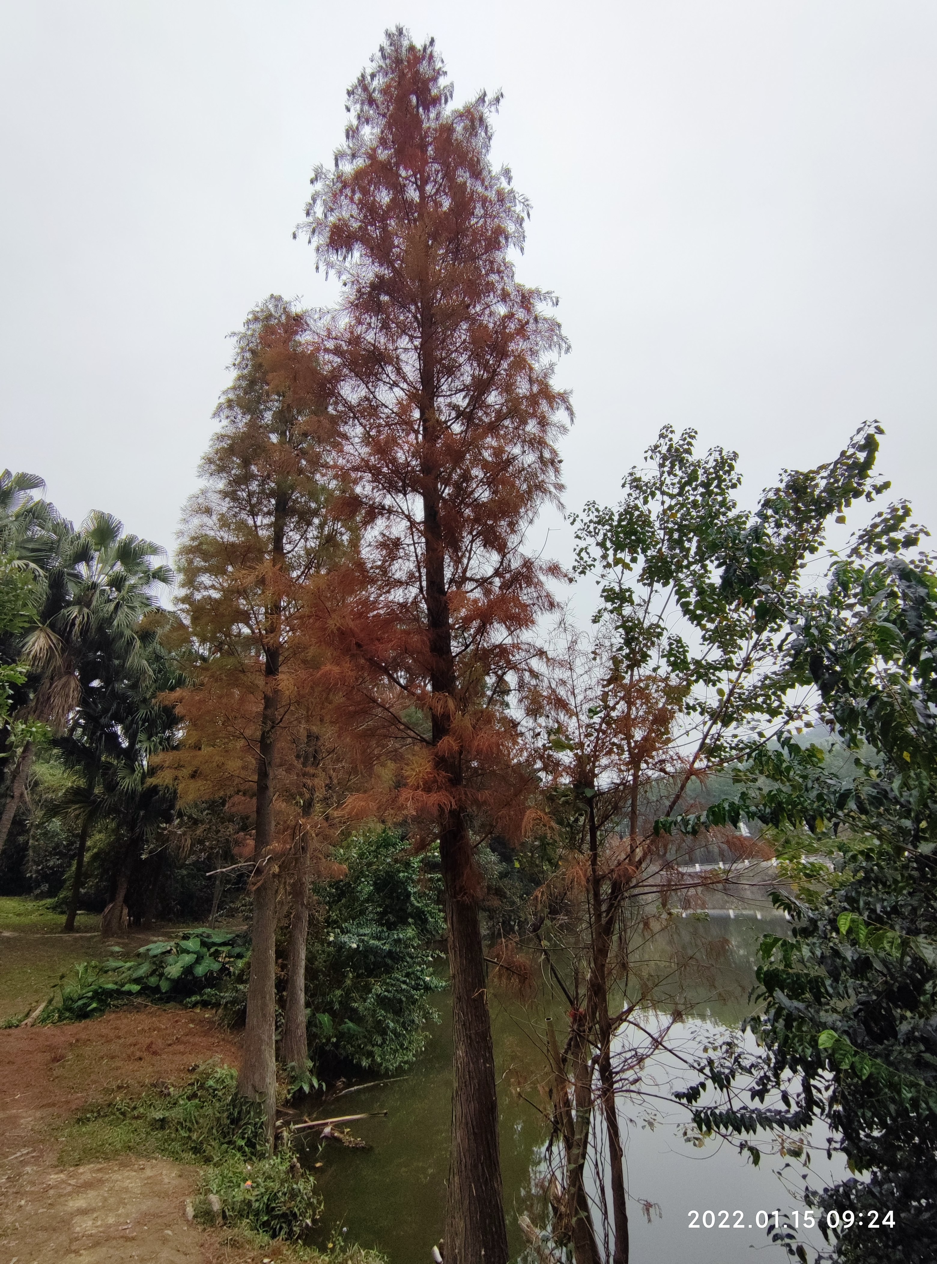 荔枝山公园旅行图片 3